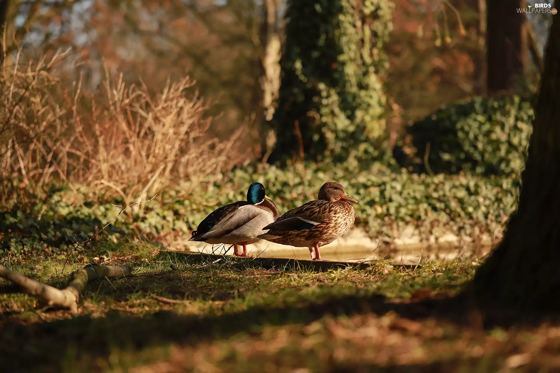 birds, ducks, Crosswords