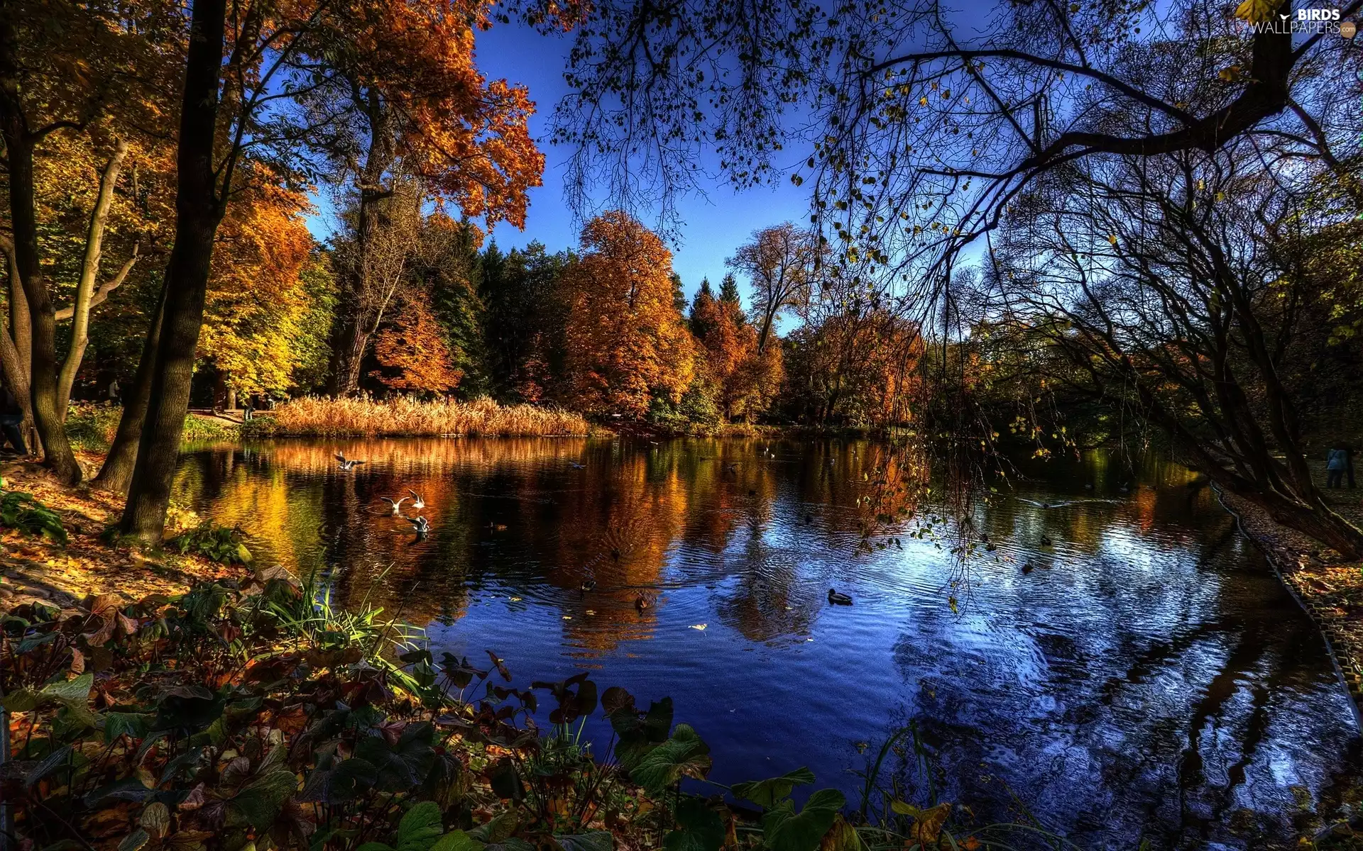 trees, Park, ducks, Pond - car, autumn, viewes, birds