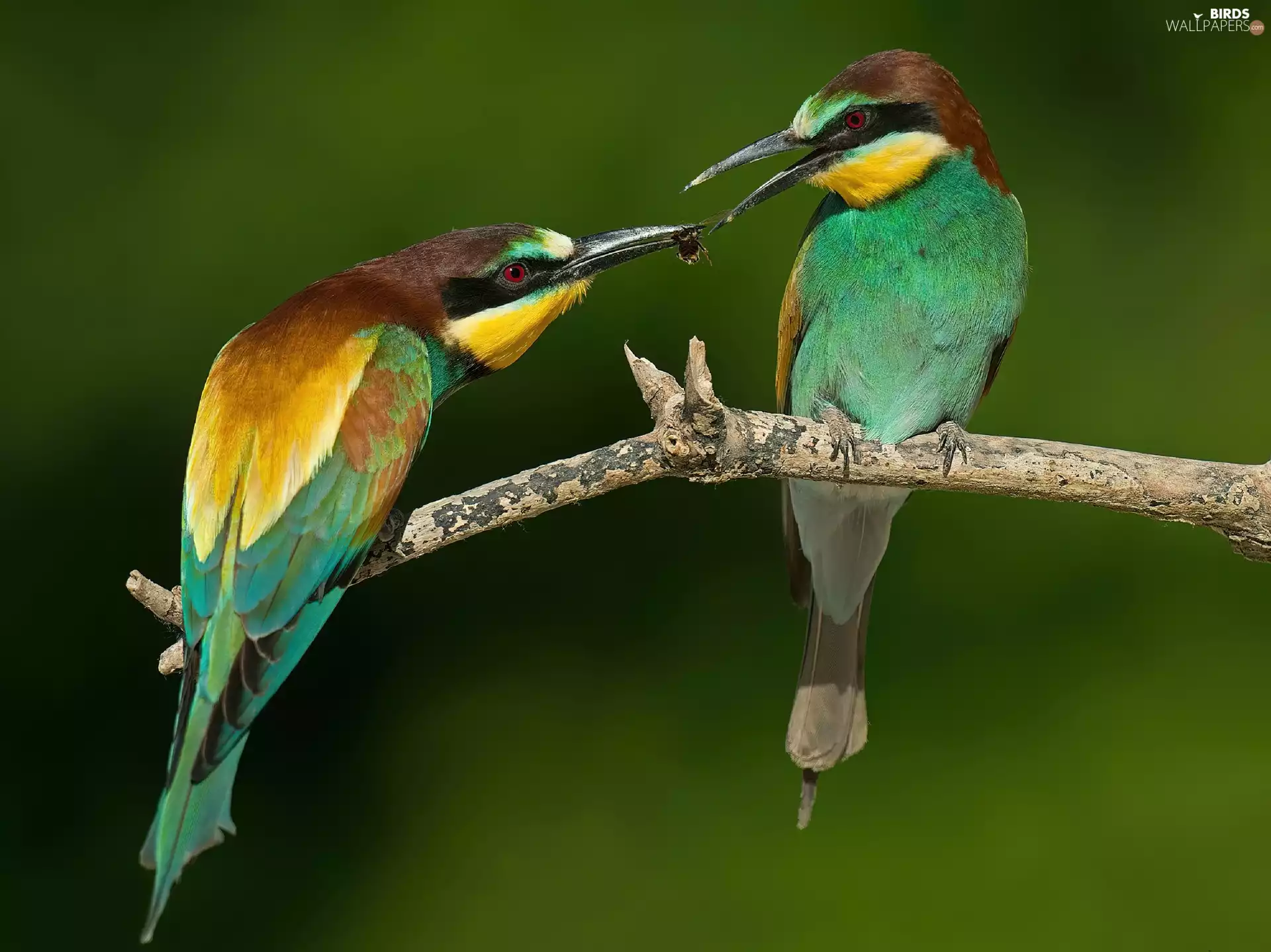 branch, birds, European bee-eater