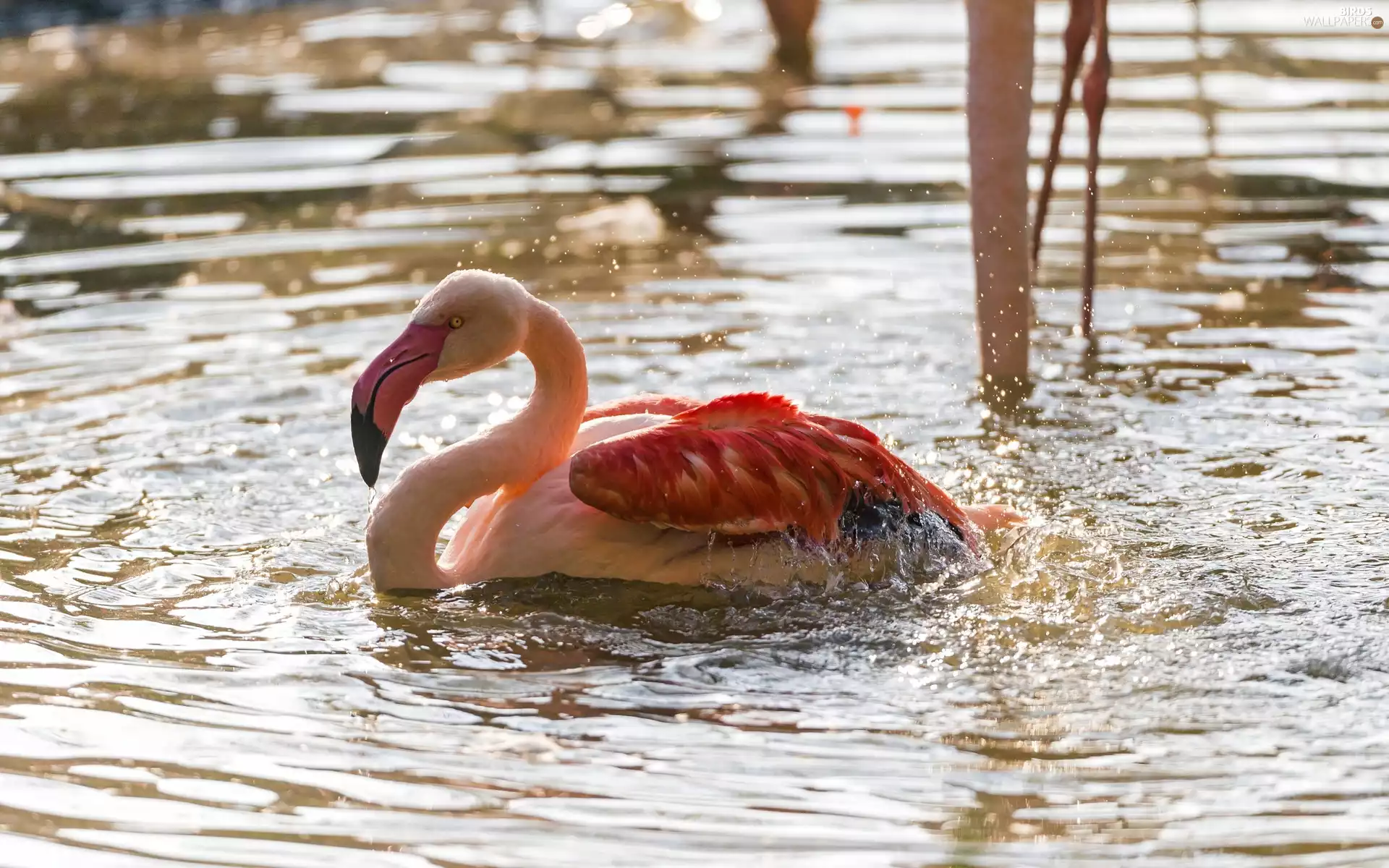 birds, flamingo
