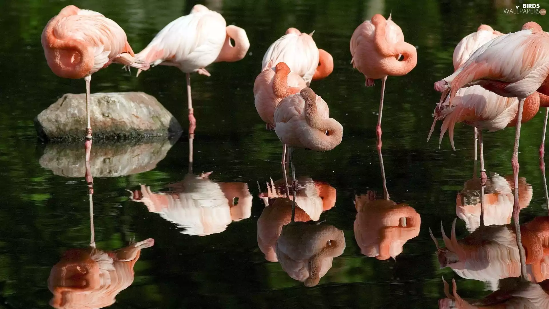 birds, Flamingos