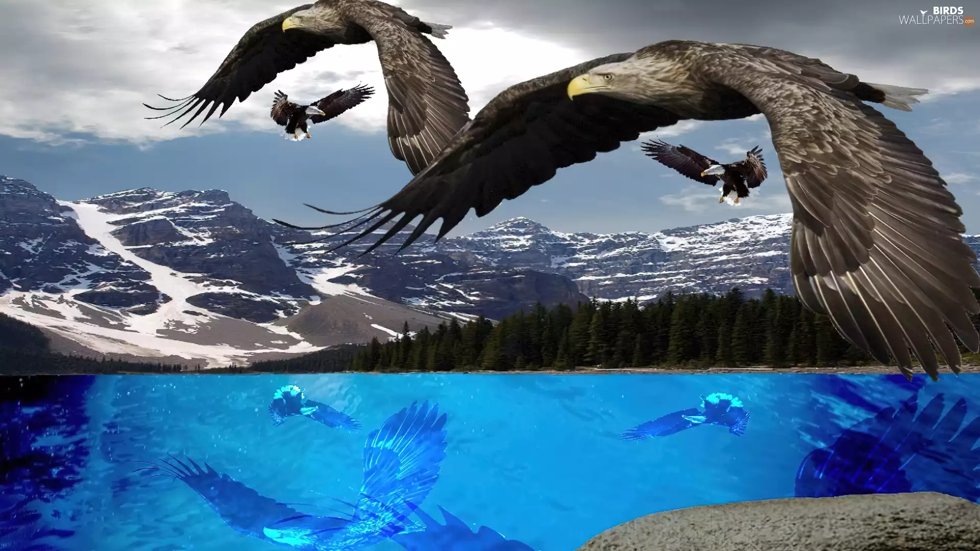 graphics, Eagles, Mountains, birds