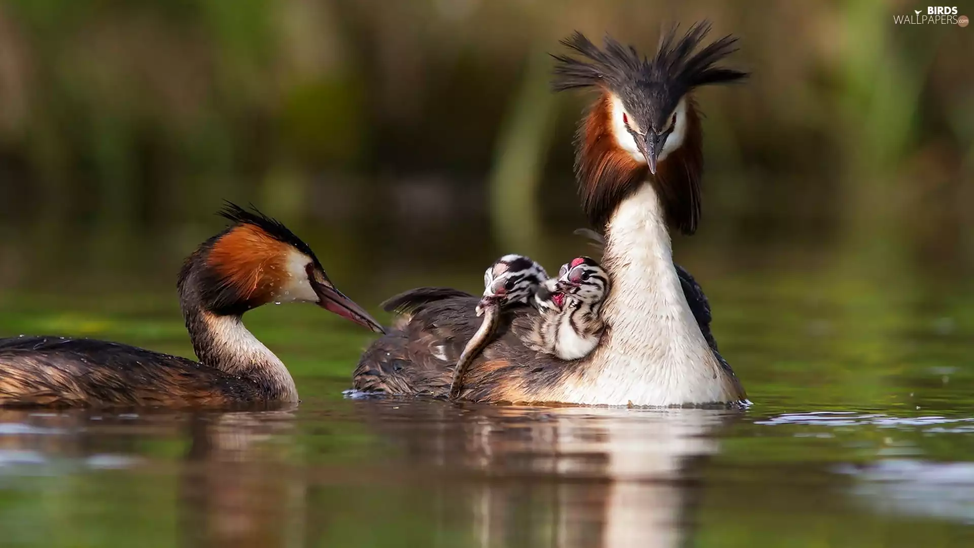 grebe, Family, grebes, birds