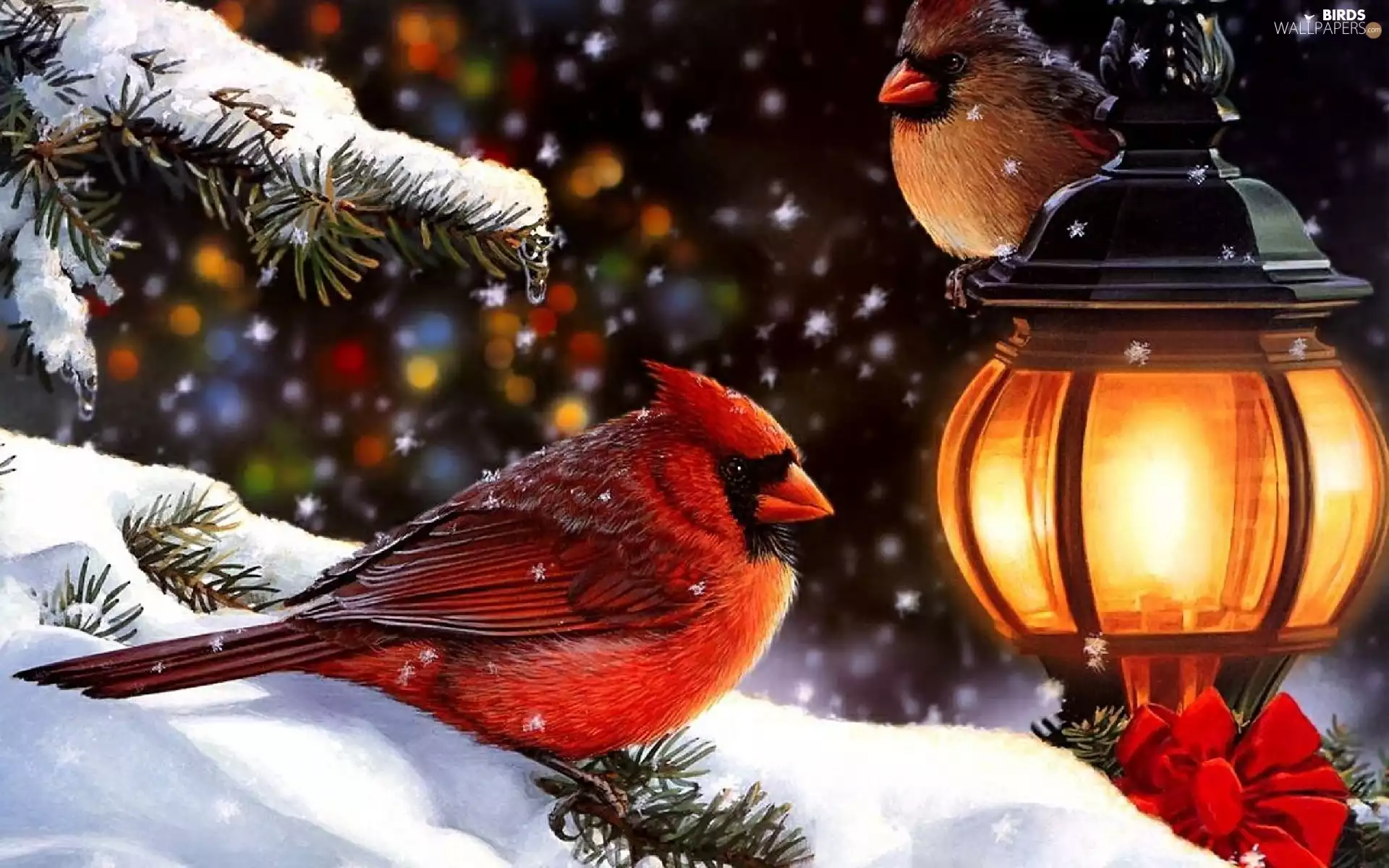 Northern Cardinal, winter, birds