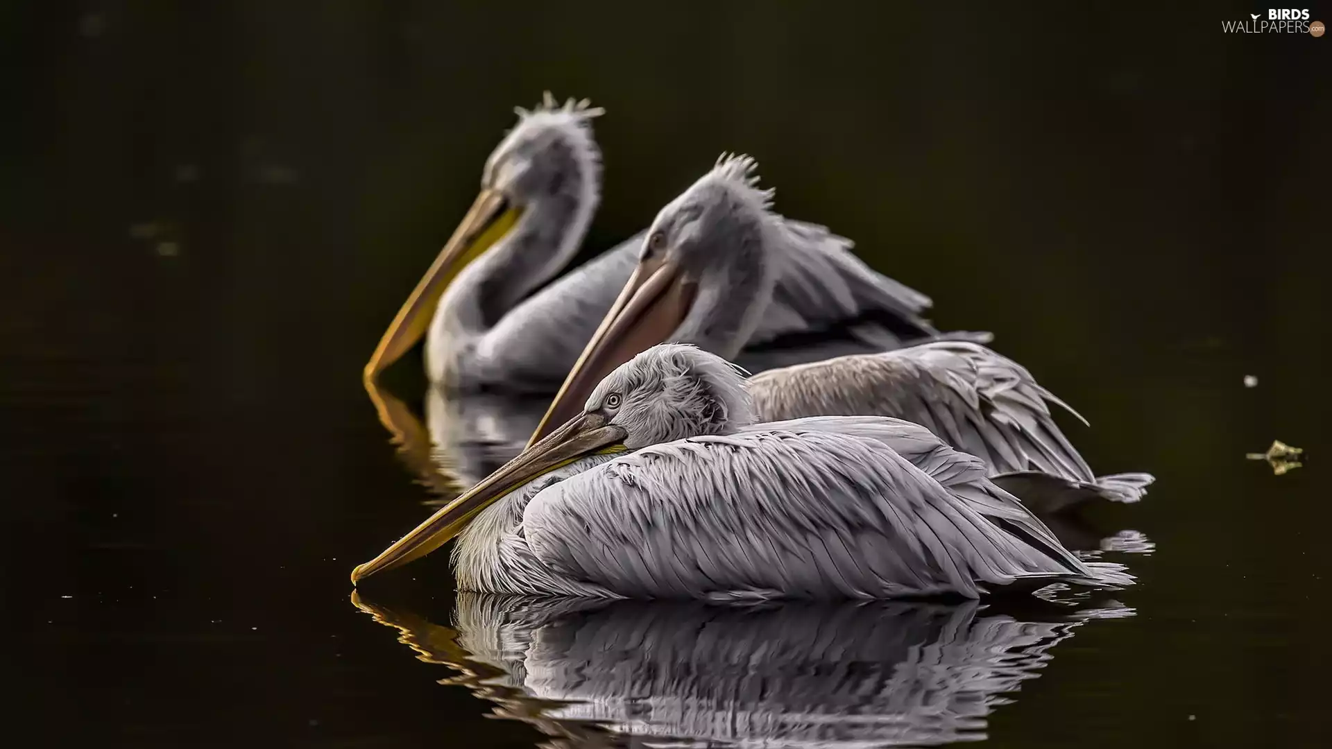 birds, pelicans