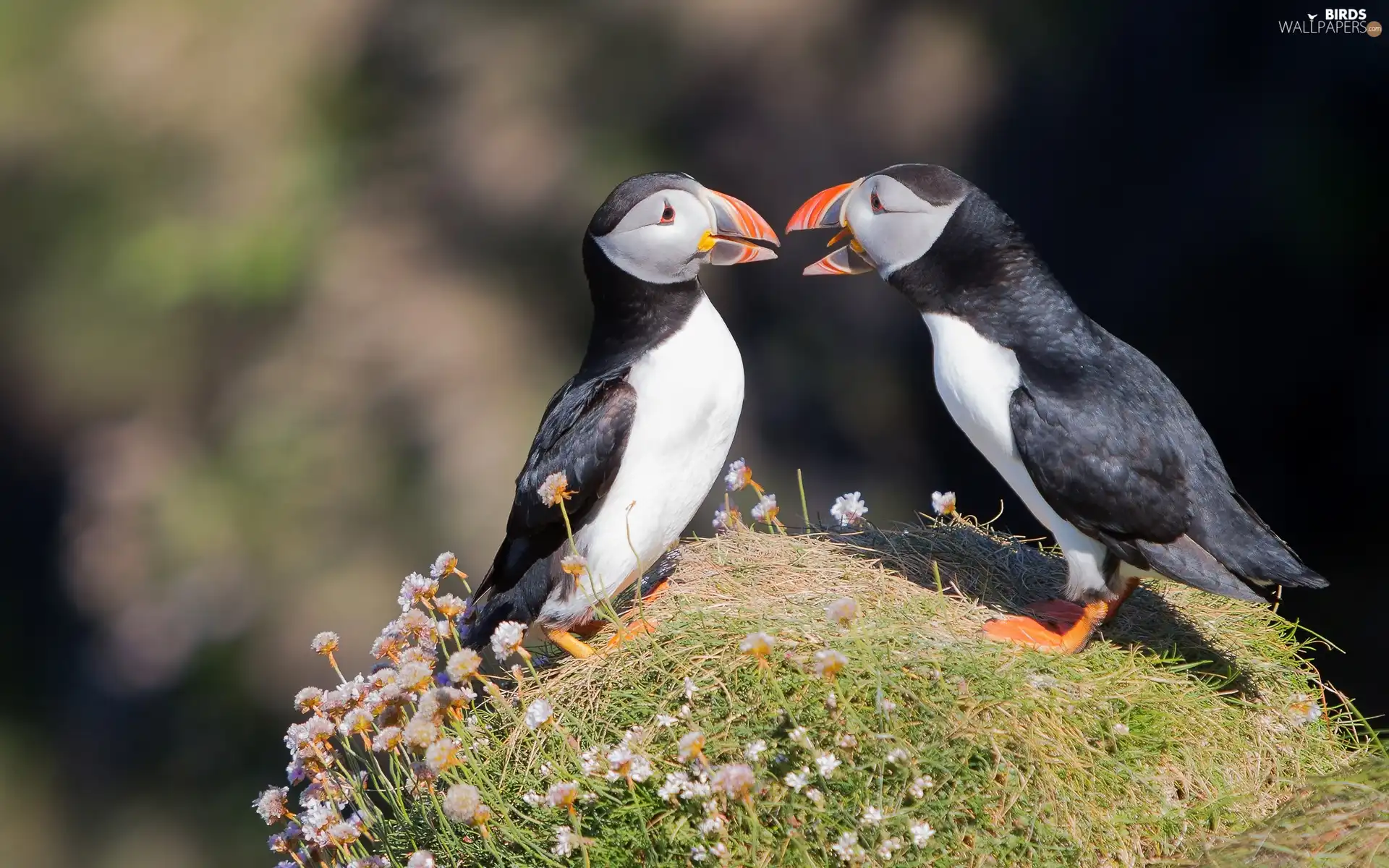 Puffins, Two cars, birds
