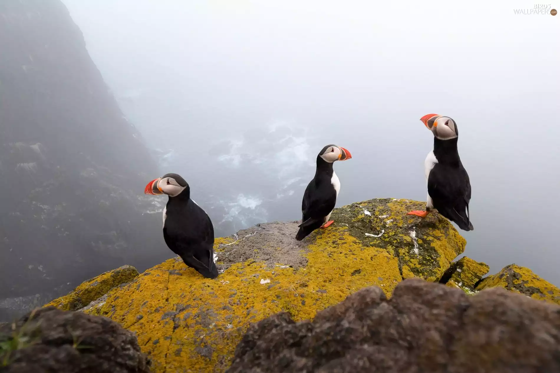 Puffins, Rocks, cliff, birds