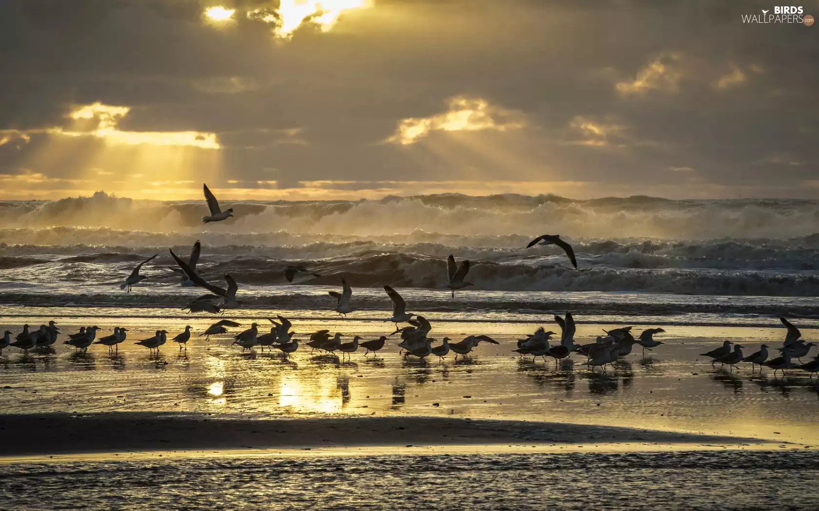 sea, birds, sun, rays, west
