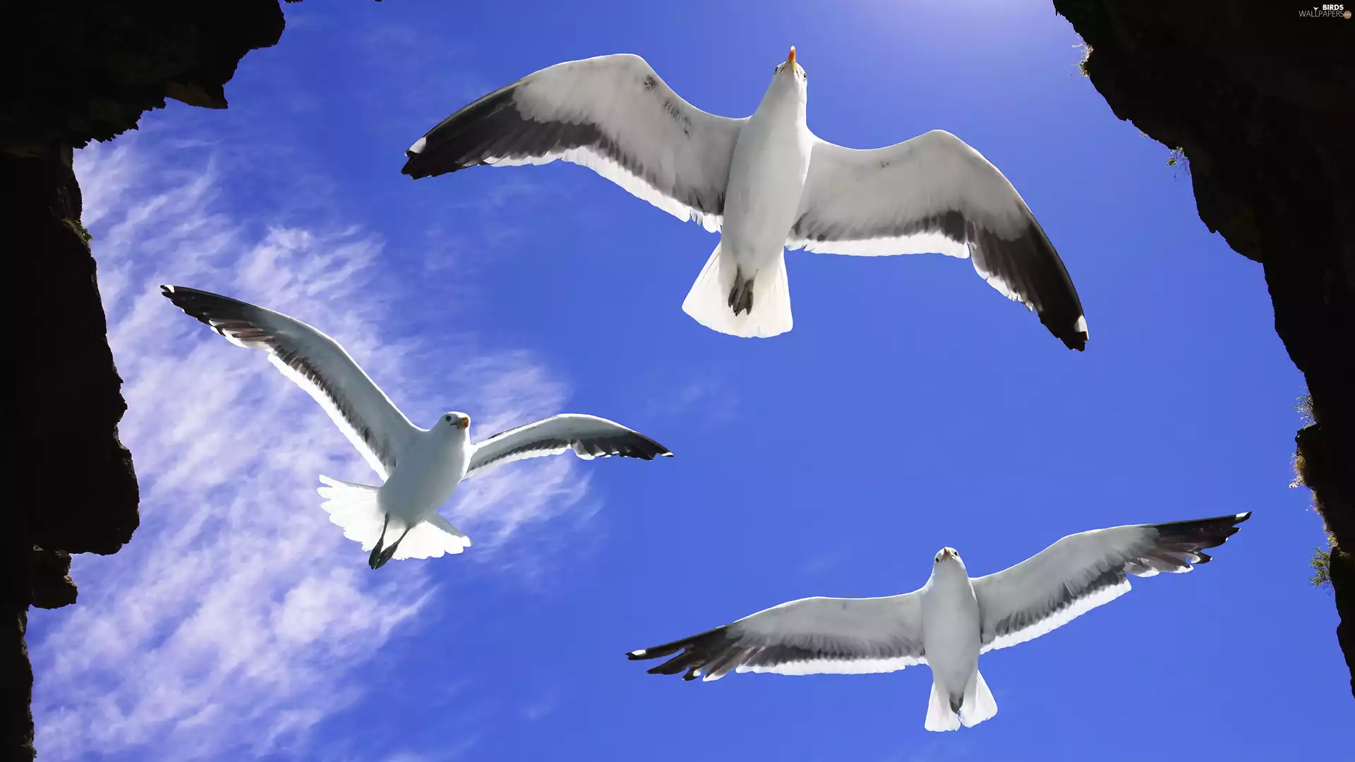 Three, gulls, Sky, birds