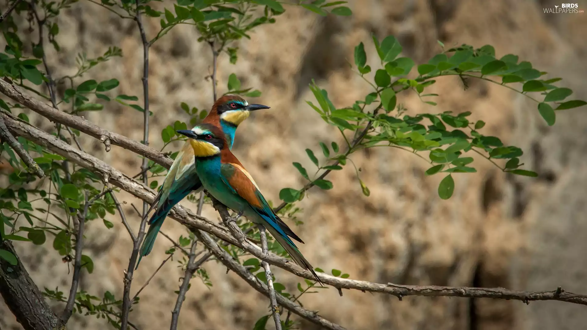 twig, bee-eater, birds