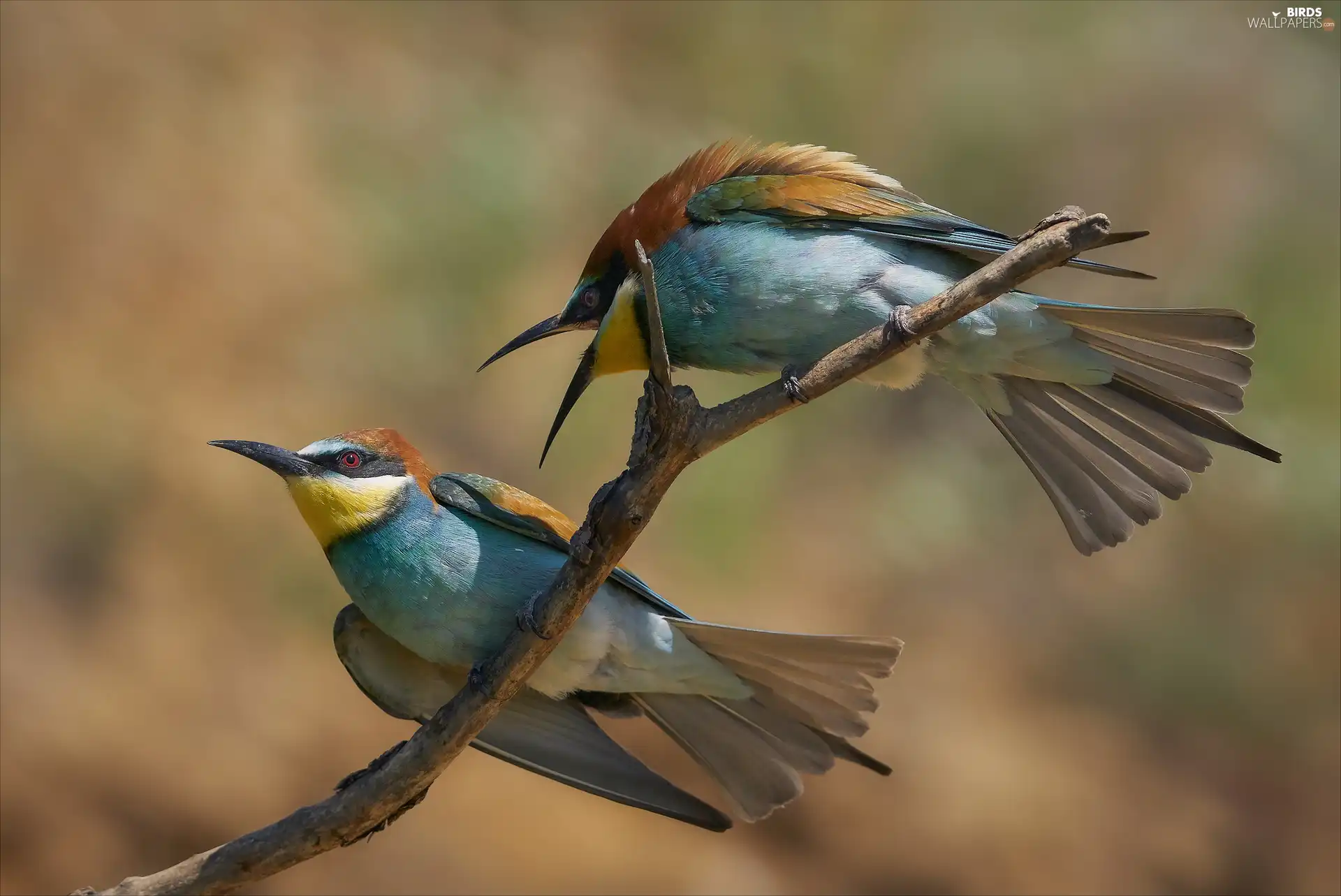Two, birds, twig, Bee-eaters