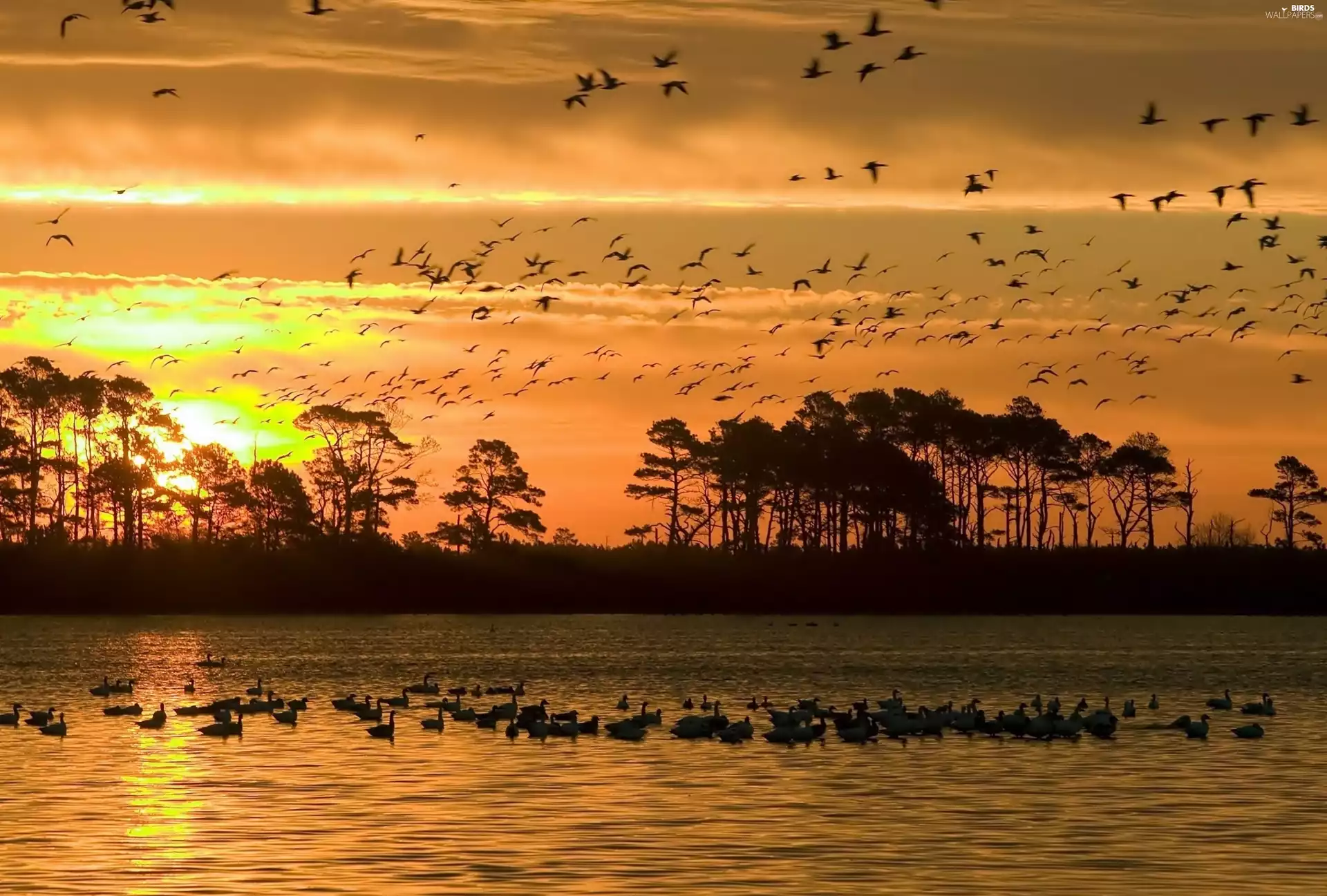 trees, Swan, west, birds, lake, viewes, sun