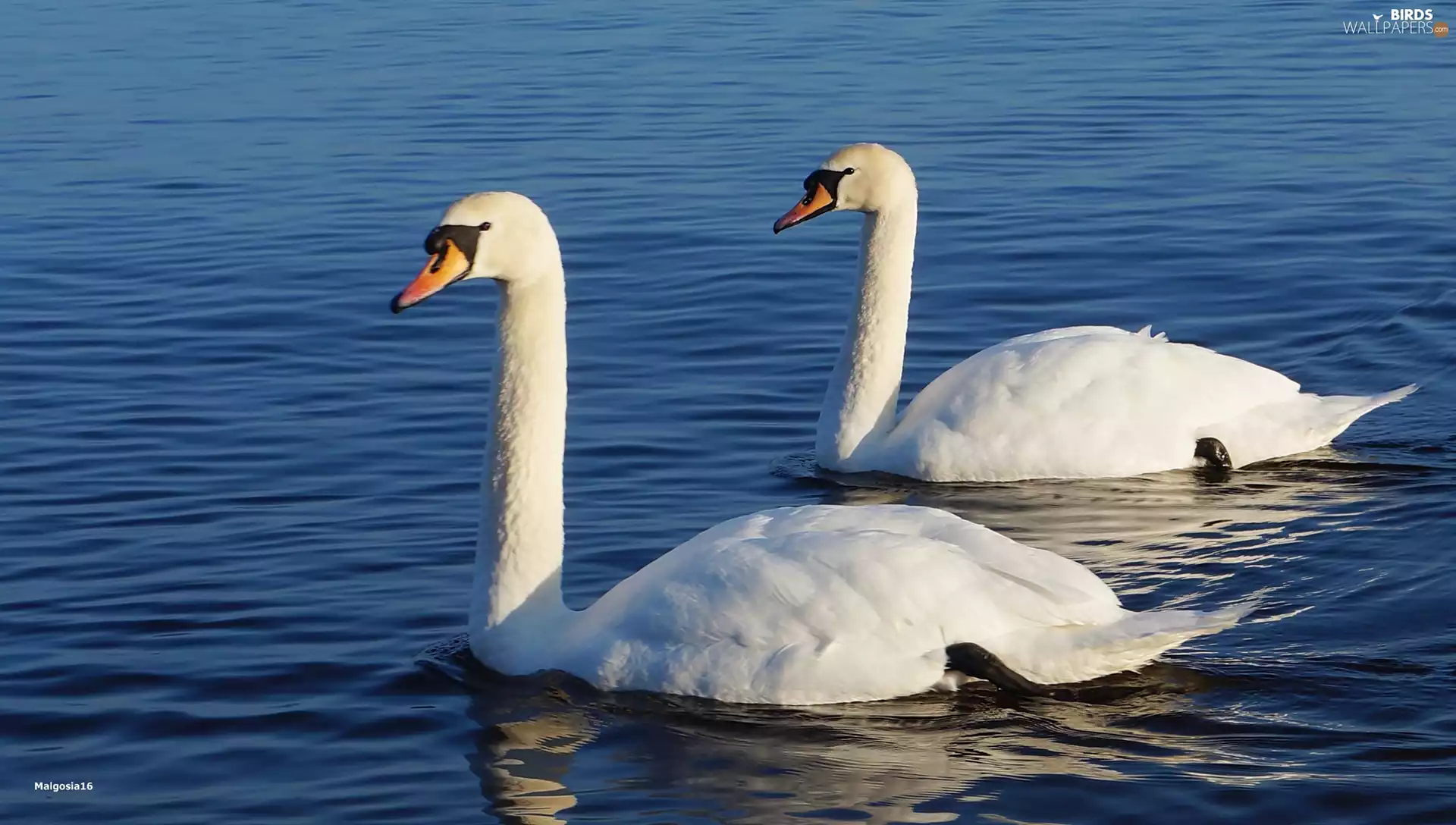 White, Swan, water, birds