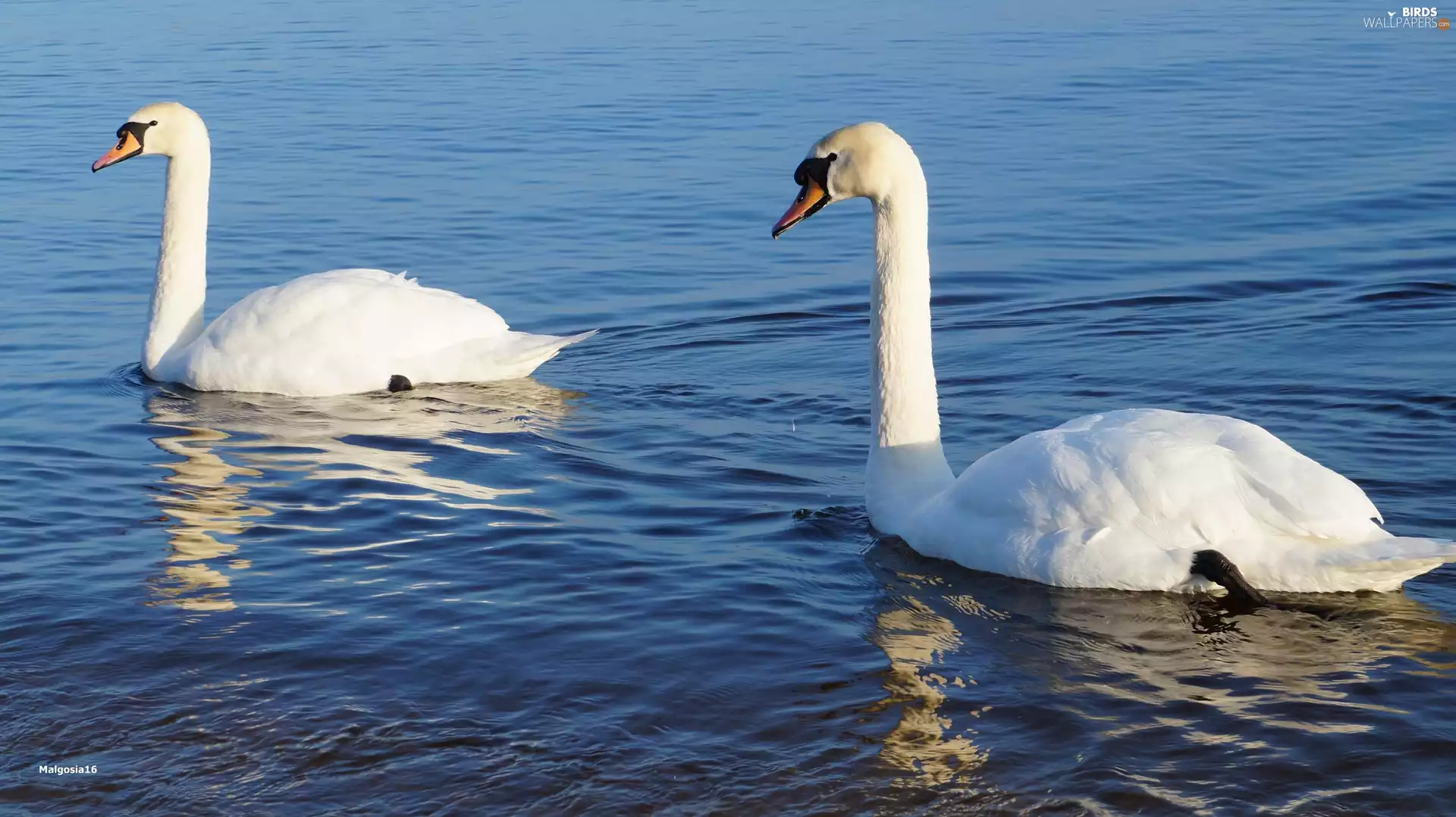 White, Swan, water, birds