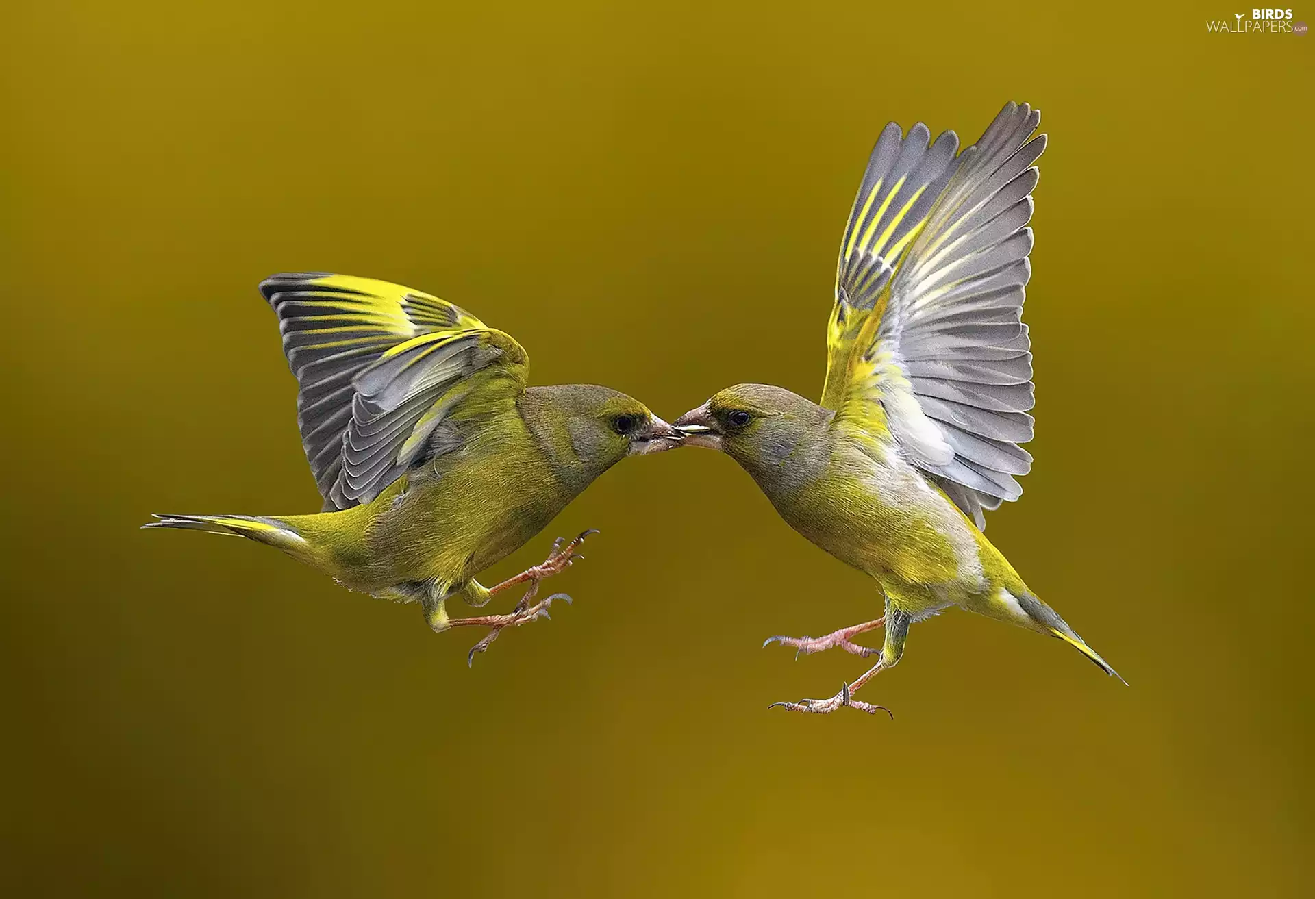 birds, flight, wings, Birds on the log