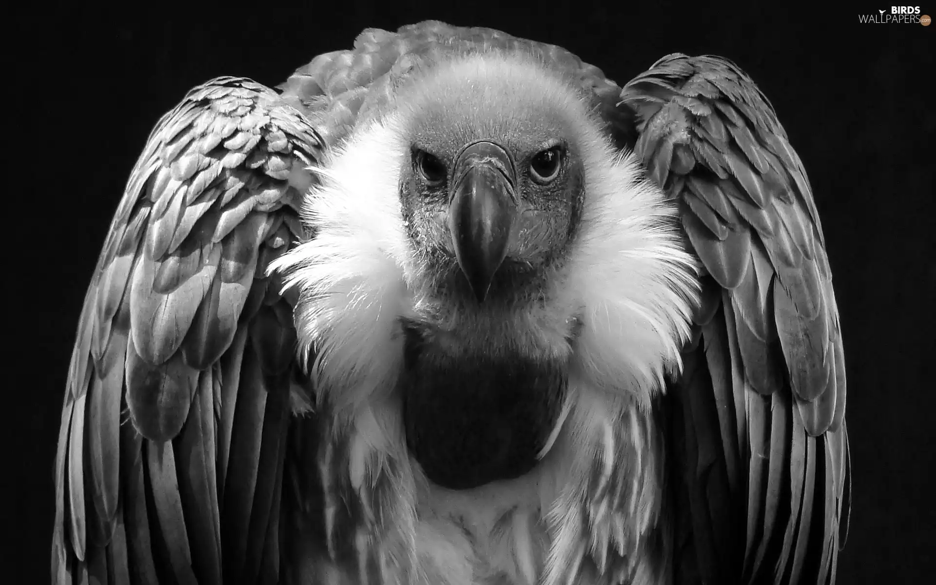 vulture, Black and white, picture