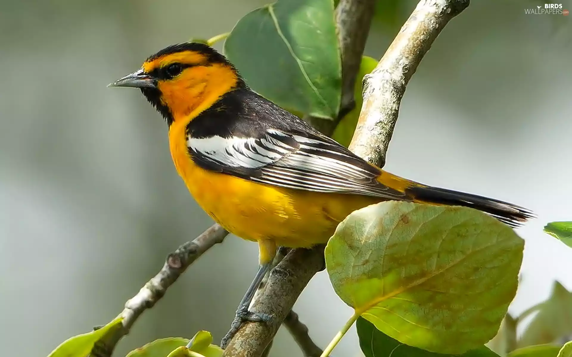 twig, Leaf, wagtail, Black-head, Bird