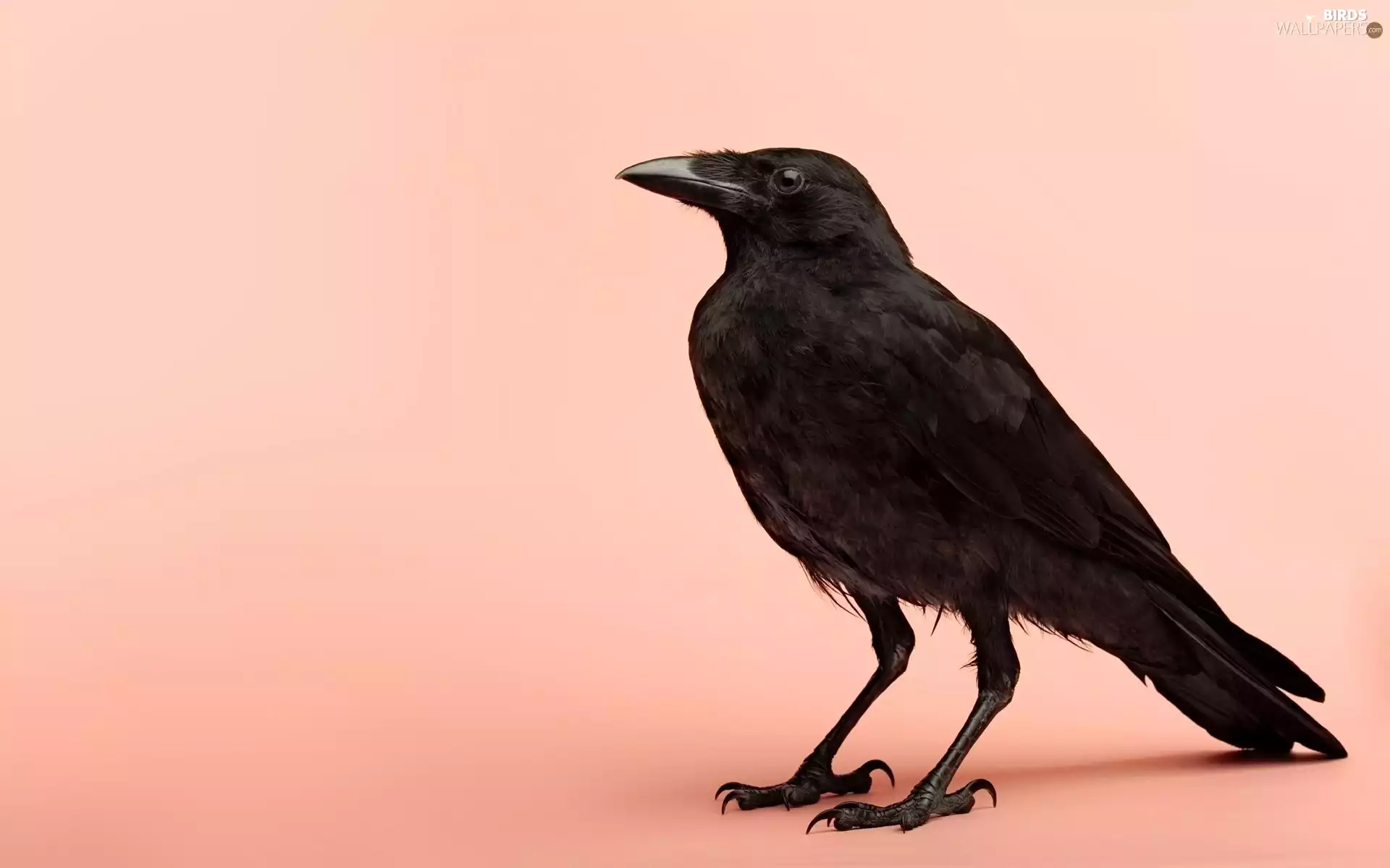 Black, Crow