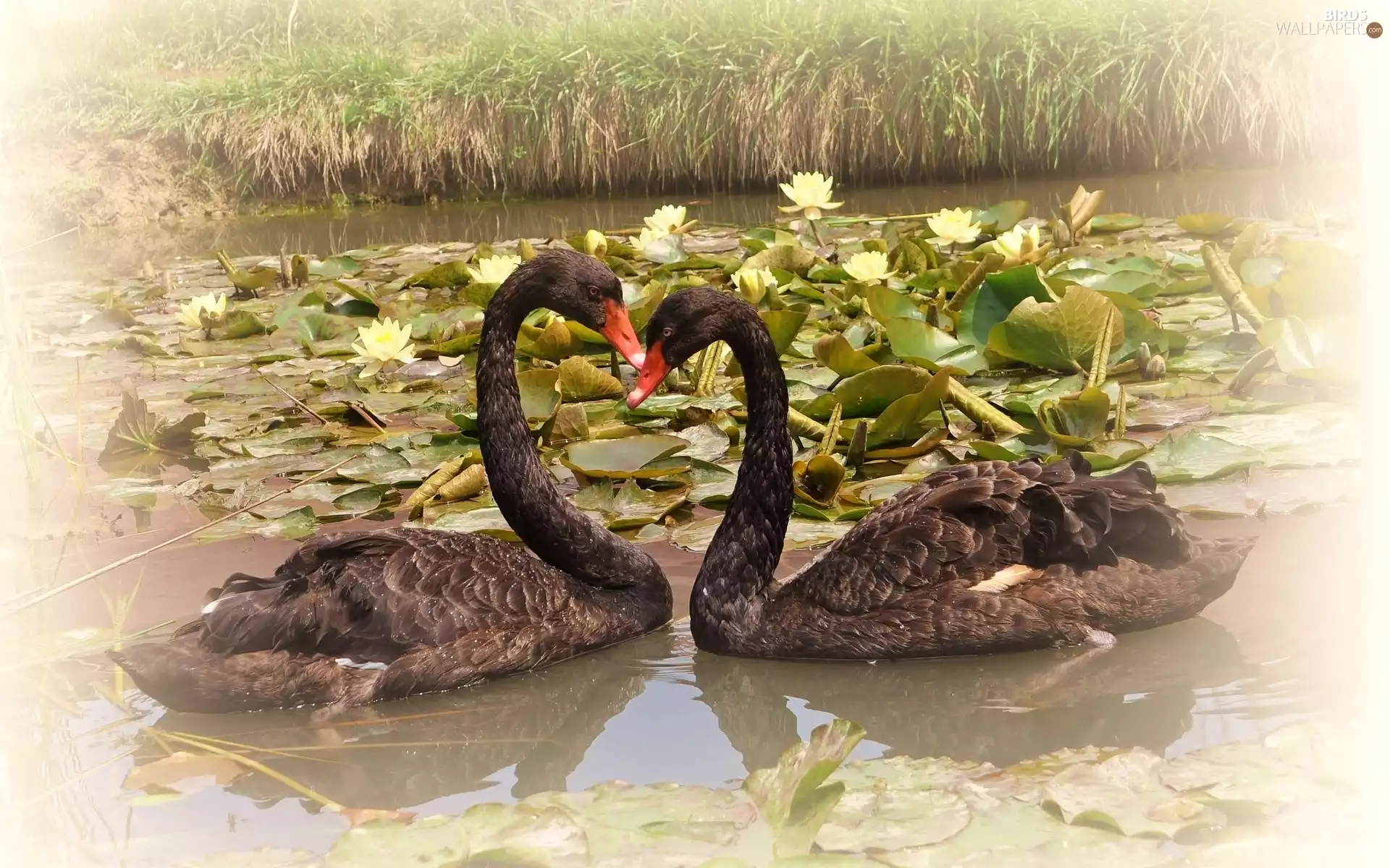 Pond - car, Flowers, Black, Swan, Two cars