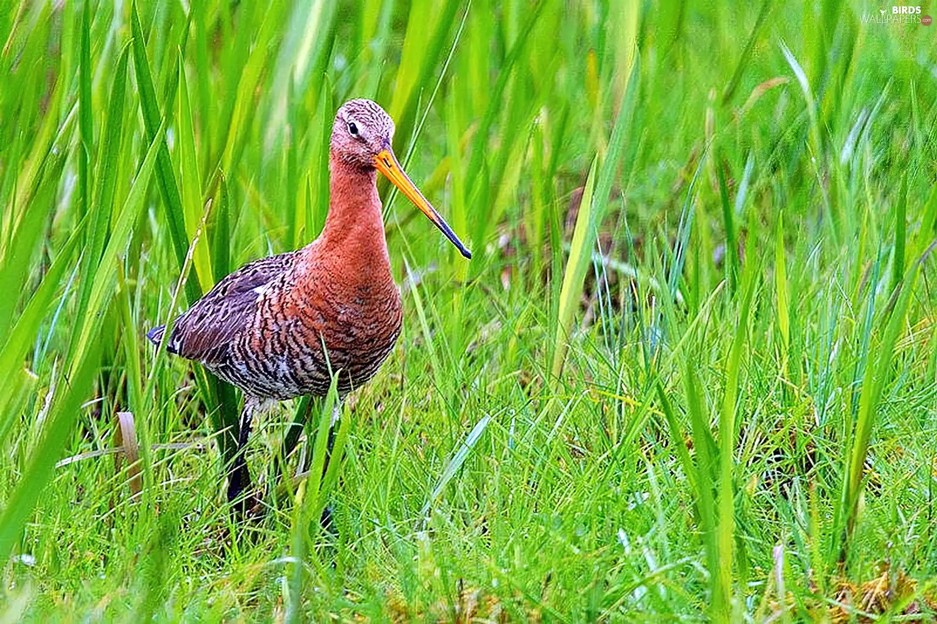 Black-tailed Godwit