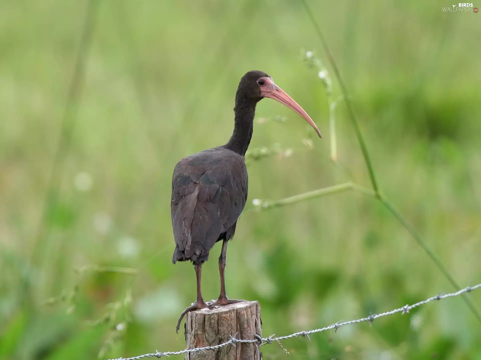 Black, Ibis