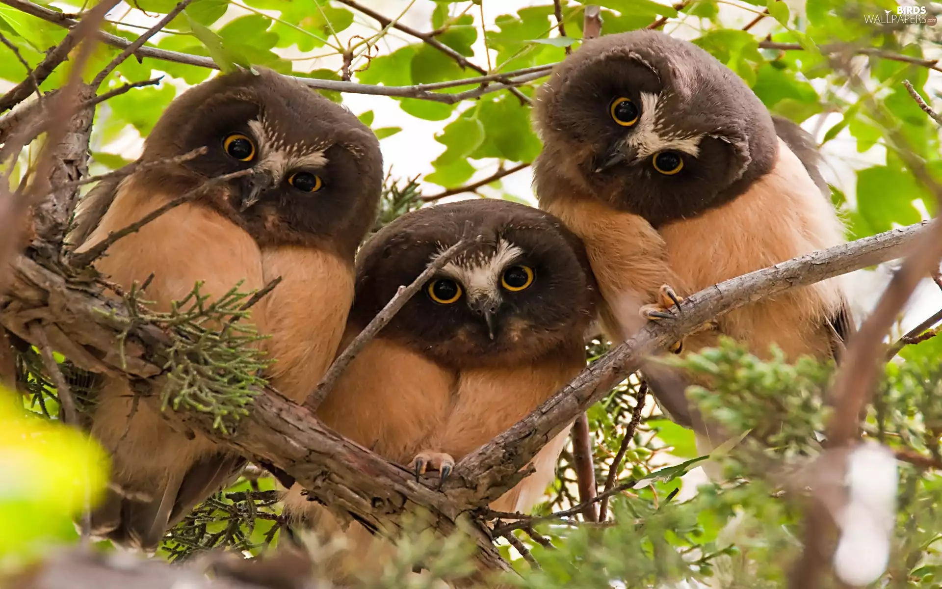 Owls, head, branch, Black
