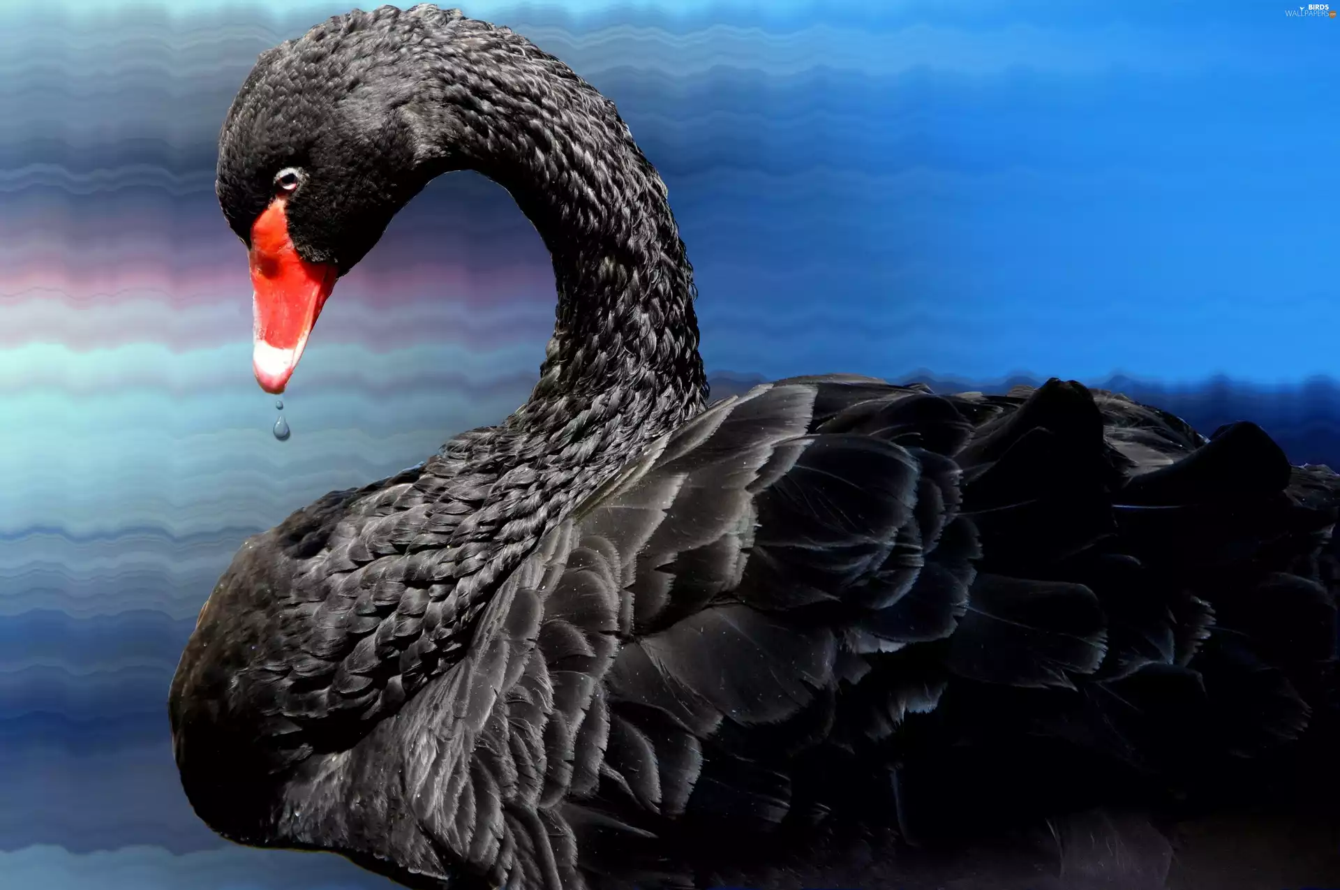 Black, Swans