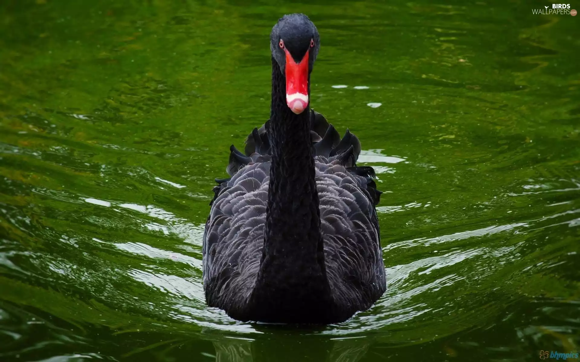 Black, Swans