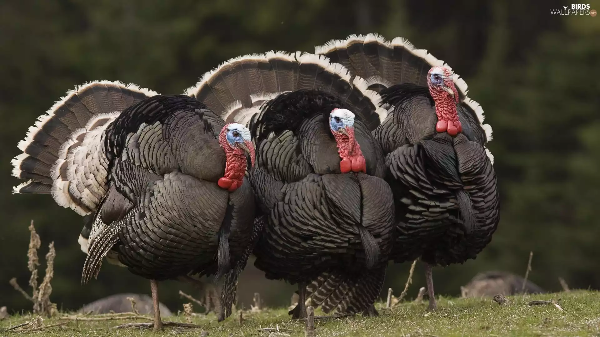 turkeys, feather, chaplet, Black