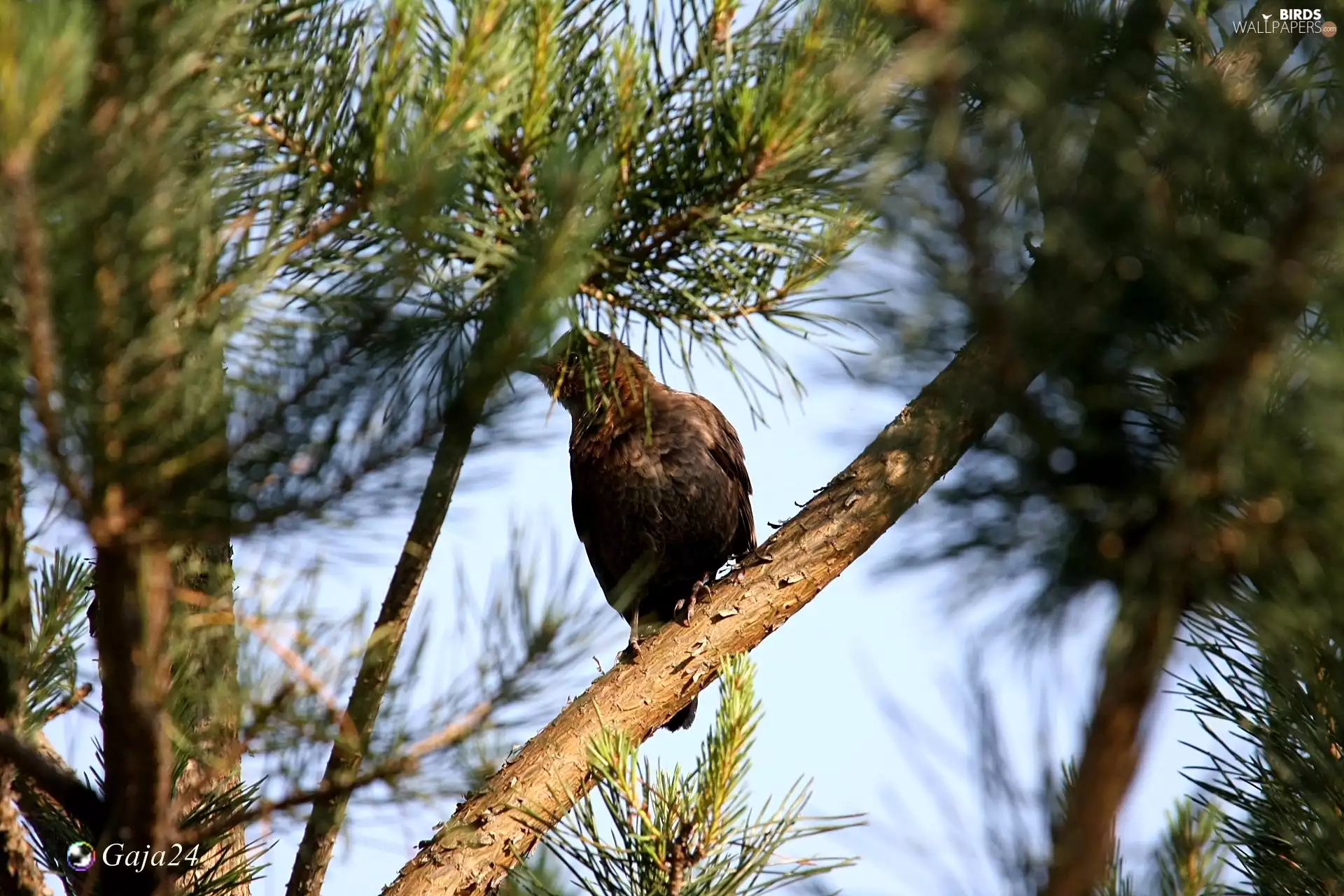 Bird, trees, branch, Blackbird
