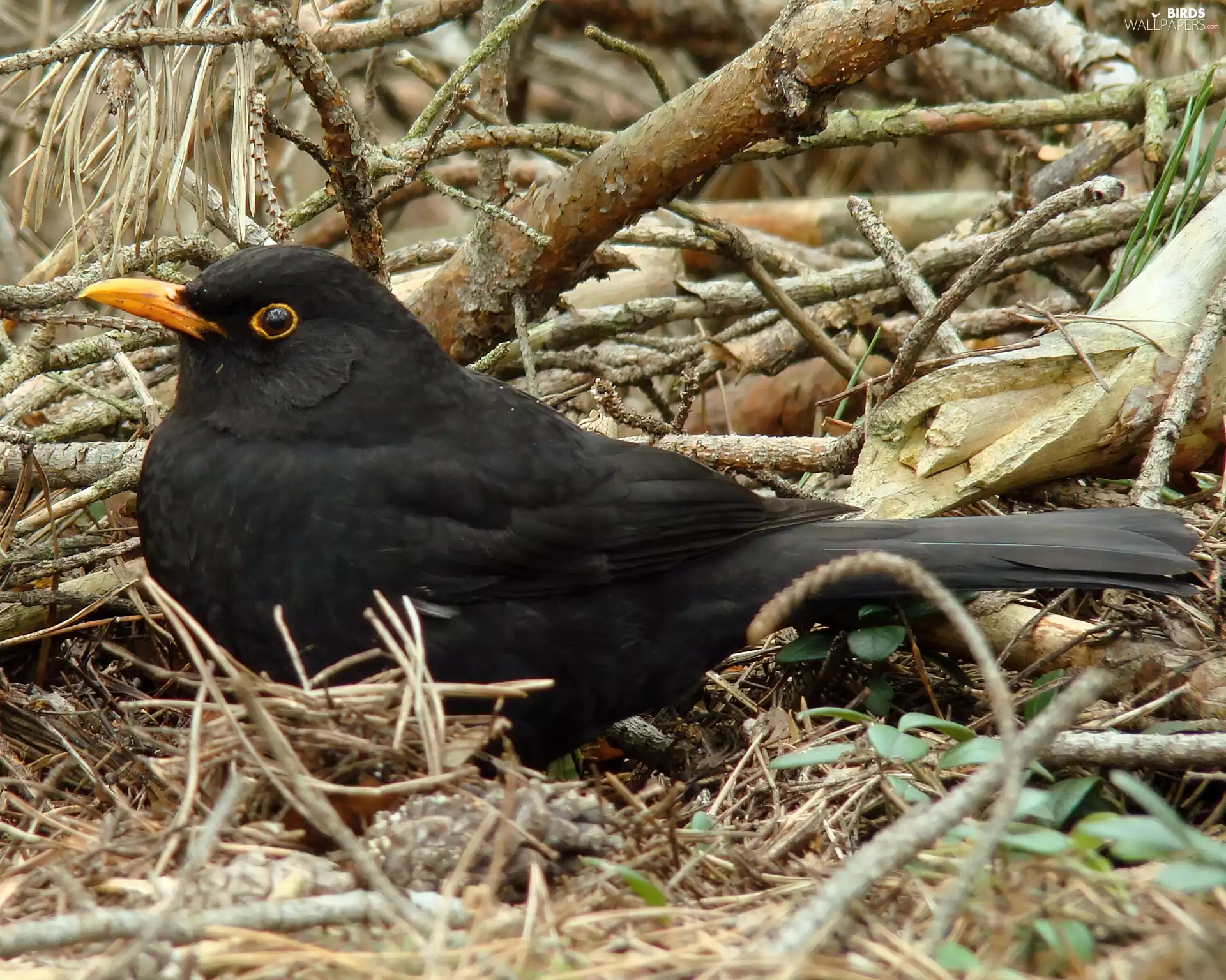 Blackbird, Black, birdies
