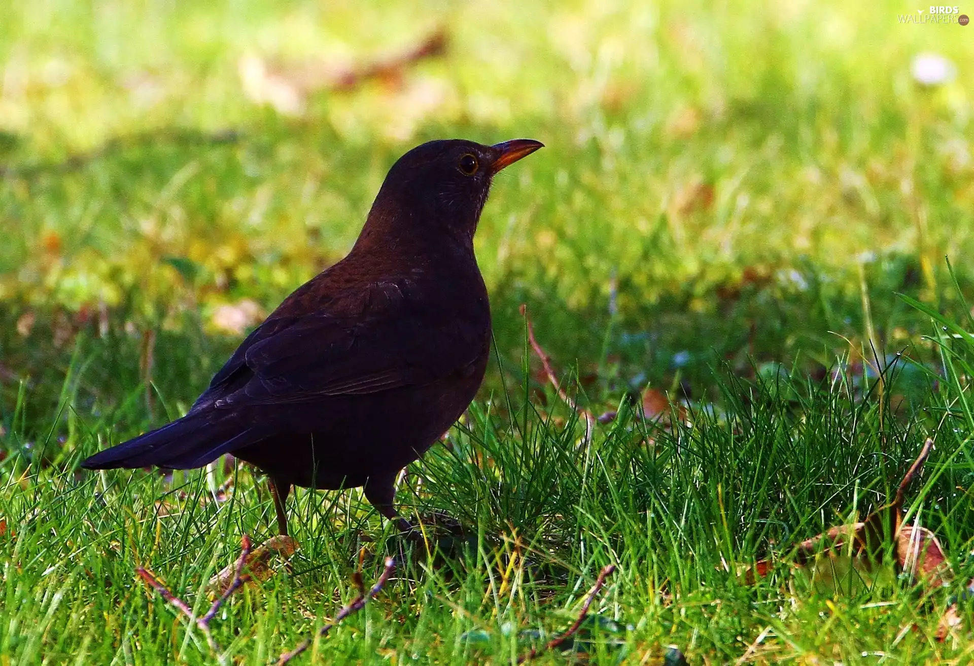 Blackbird, grass