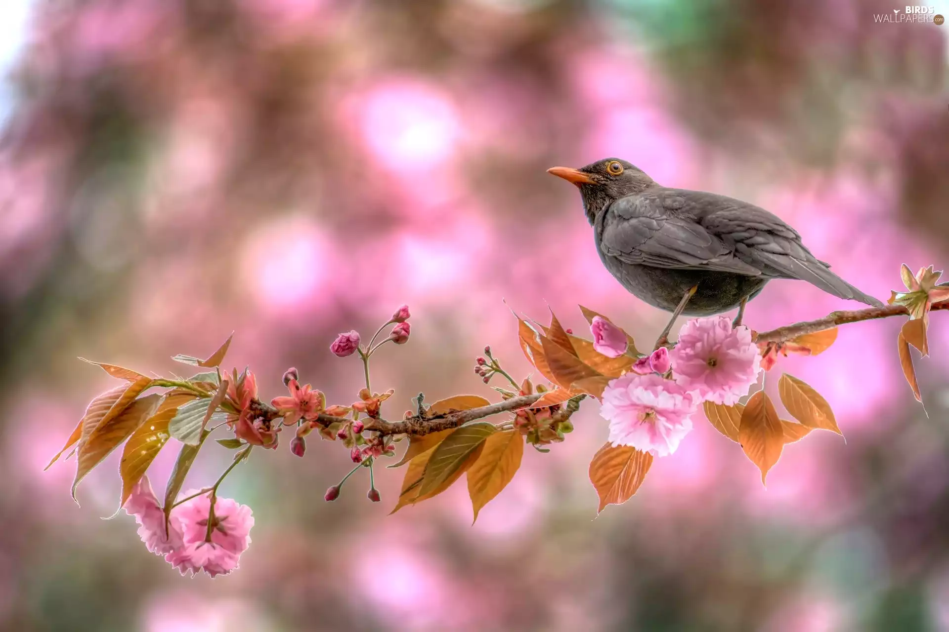 Japanese Cherry, Blackbird, Blossoming, Fruit Tree, twig