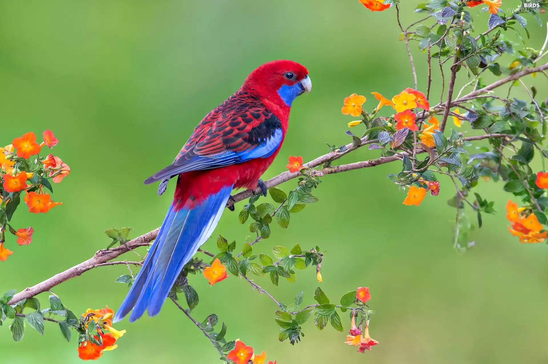 parrot, Blossoming, twig, Rosella Kings