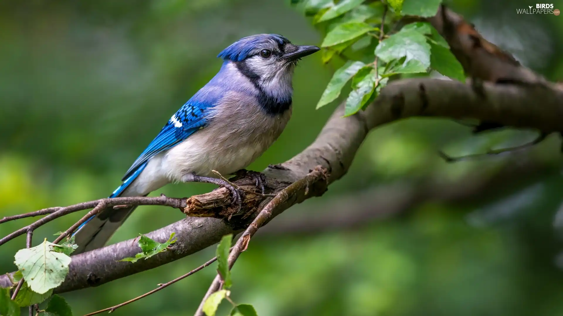 twig, Leaf, Bird, Blue jay, blue