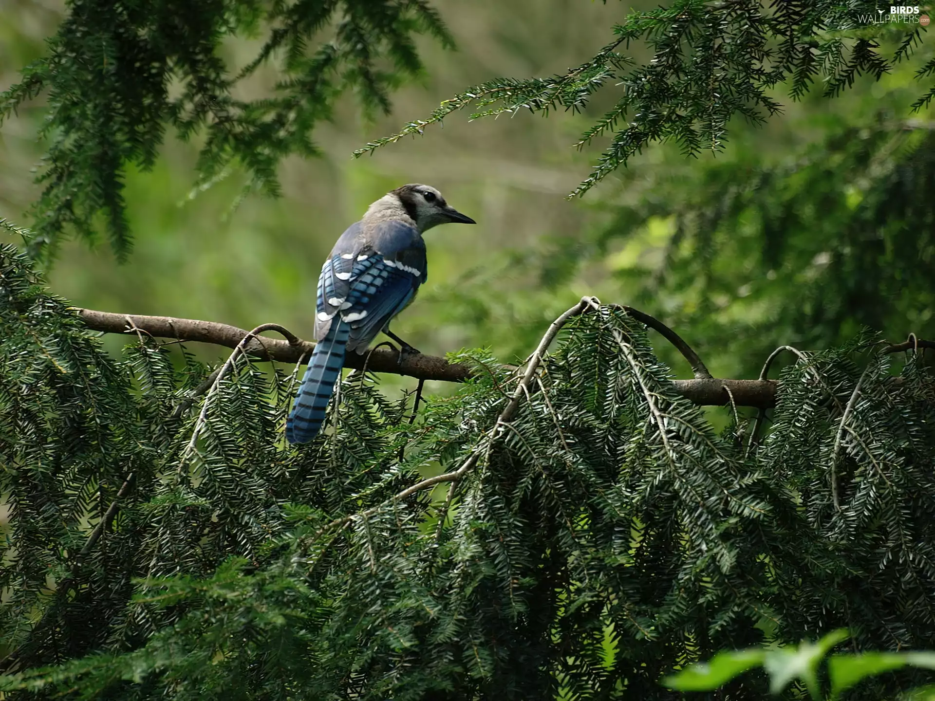 branch pics, jay, blue
