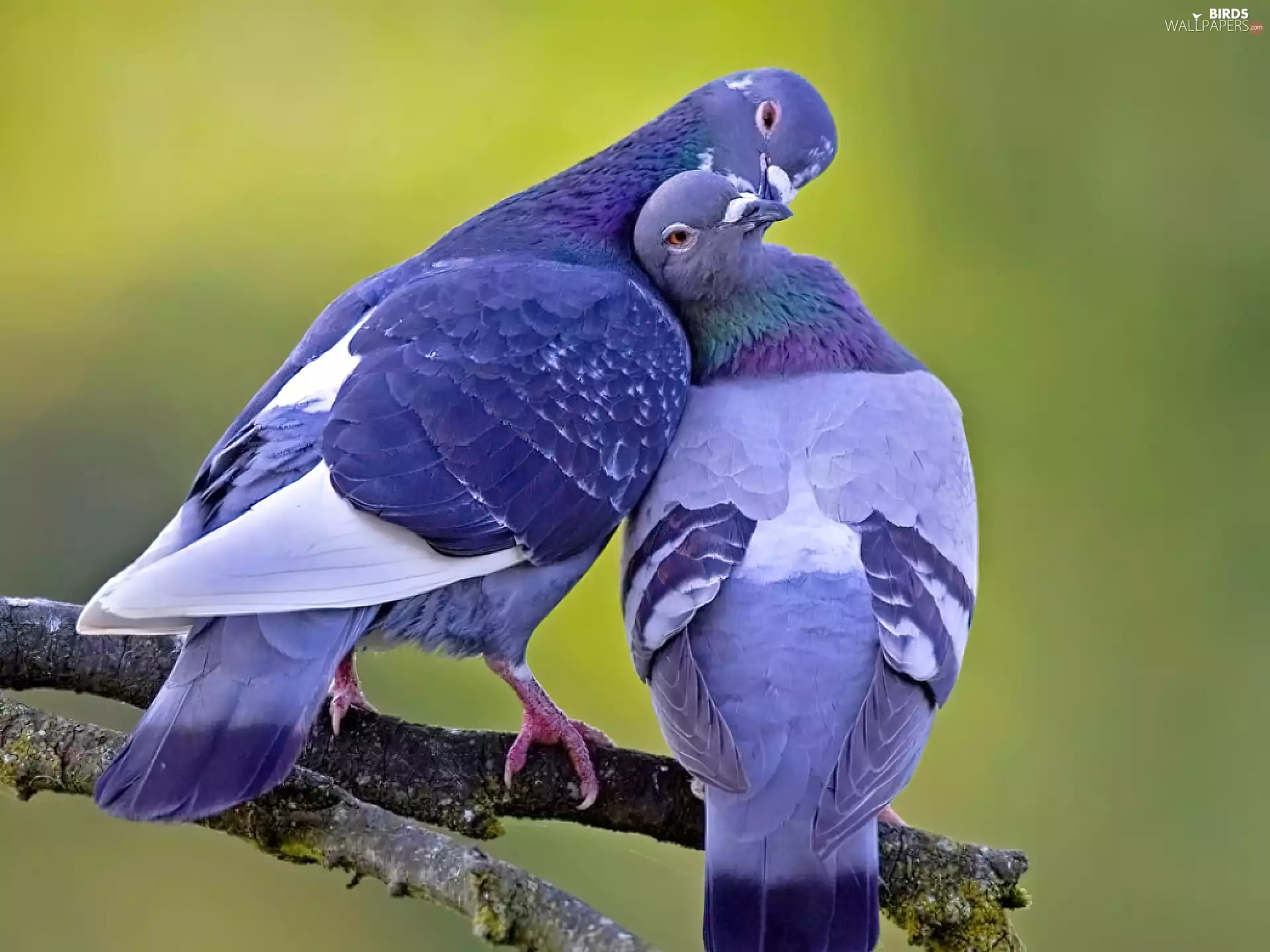 Deep, Two cars, Blue