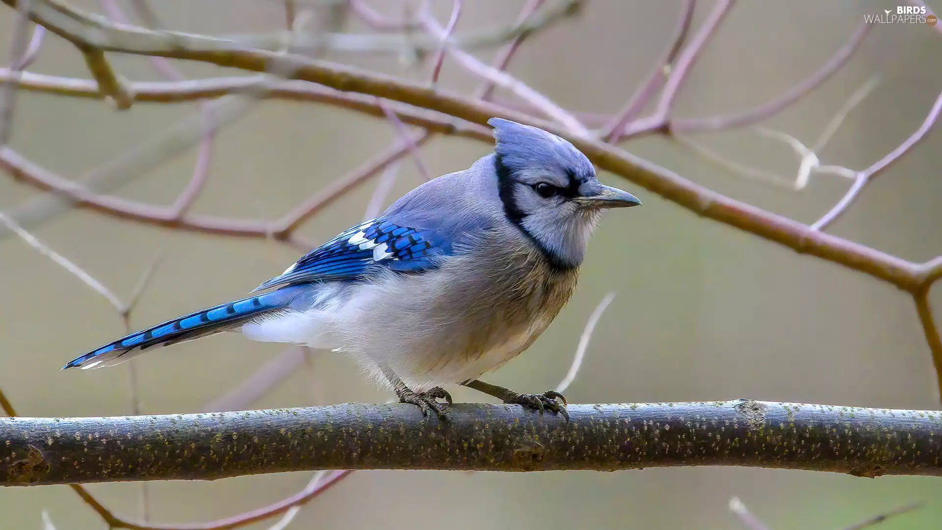 blue, Blue jay, Twigs, Bird