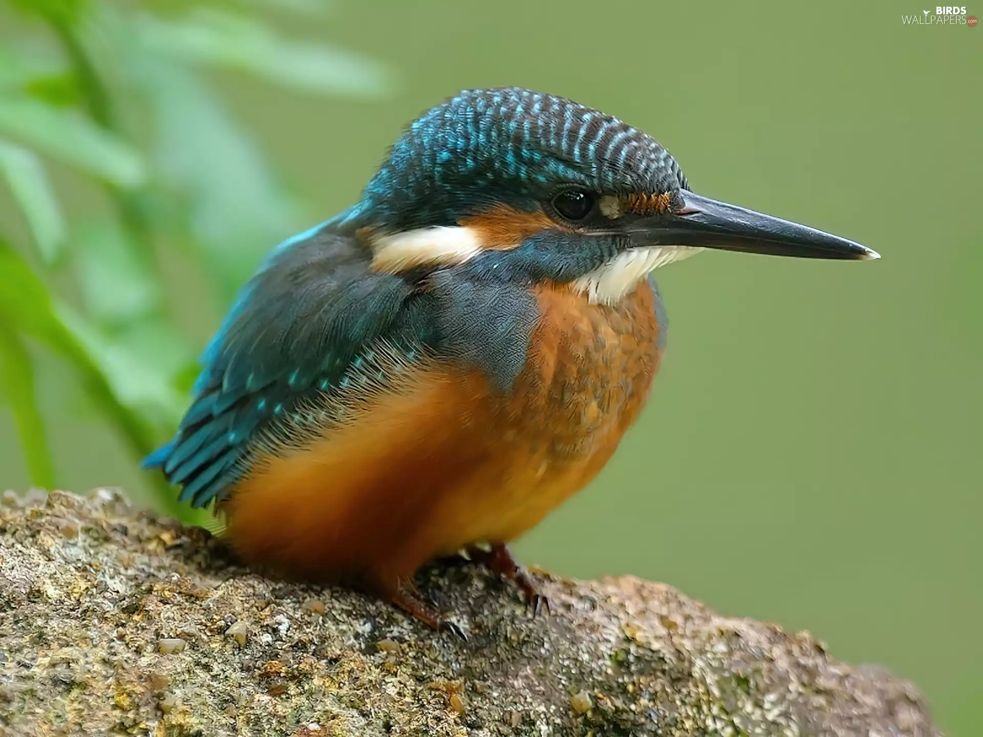 kingfisher, Orange, plumage, blue