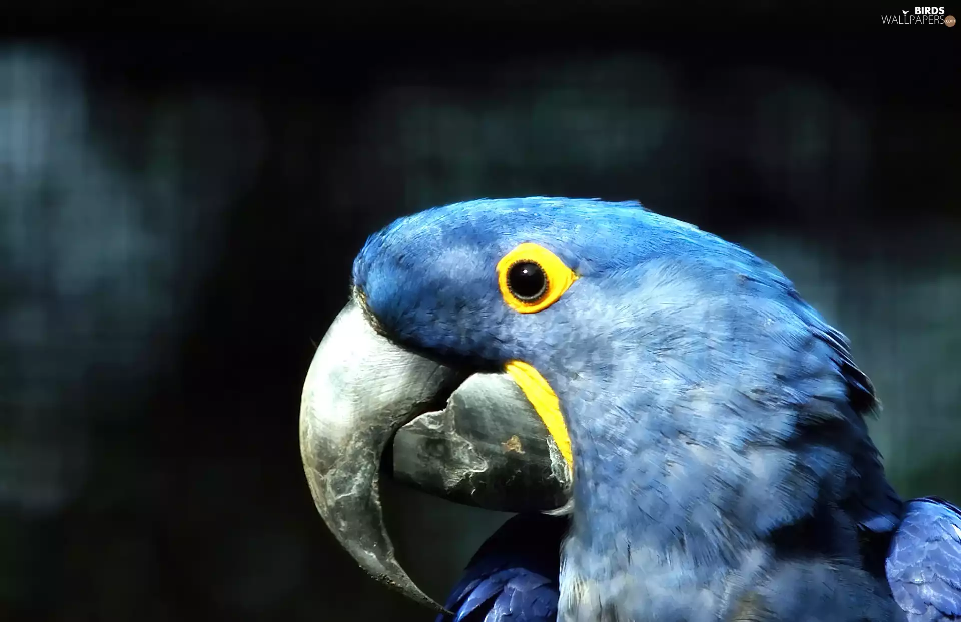Blue, parrot