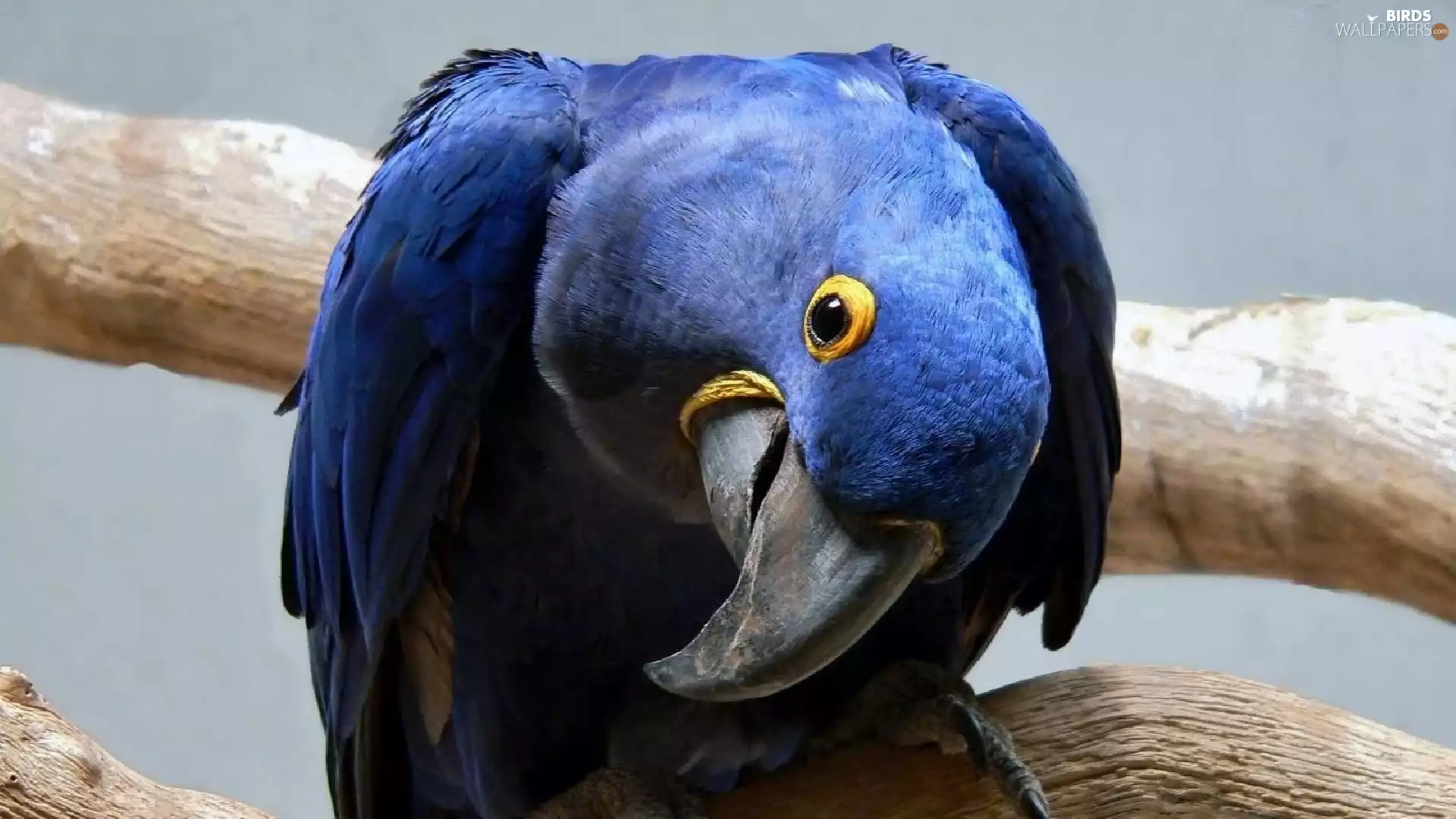 Blue, parrot