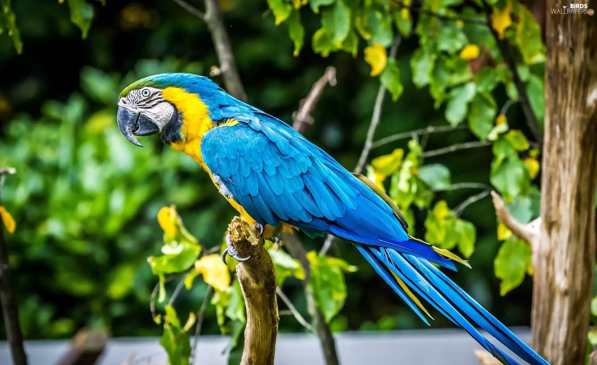 Blue, parrot