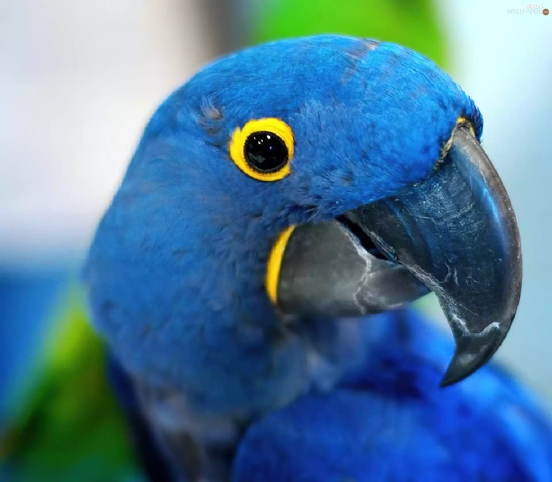 Blue, parrot