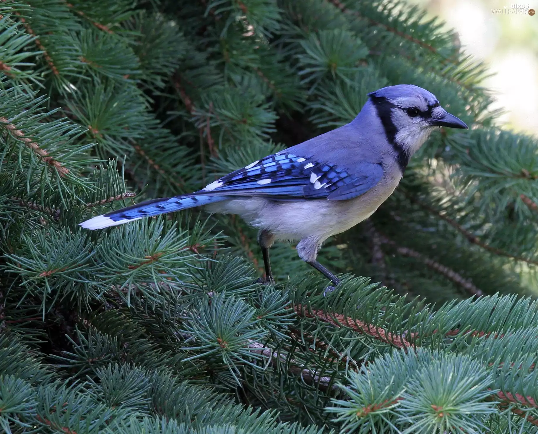 Blue jay, Twigs