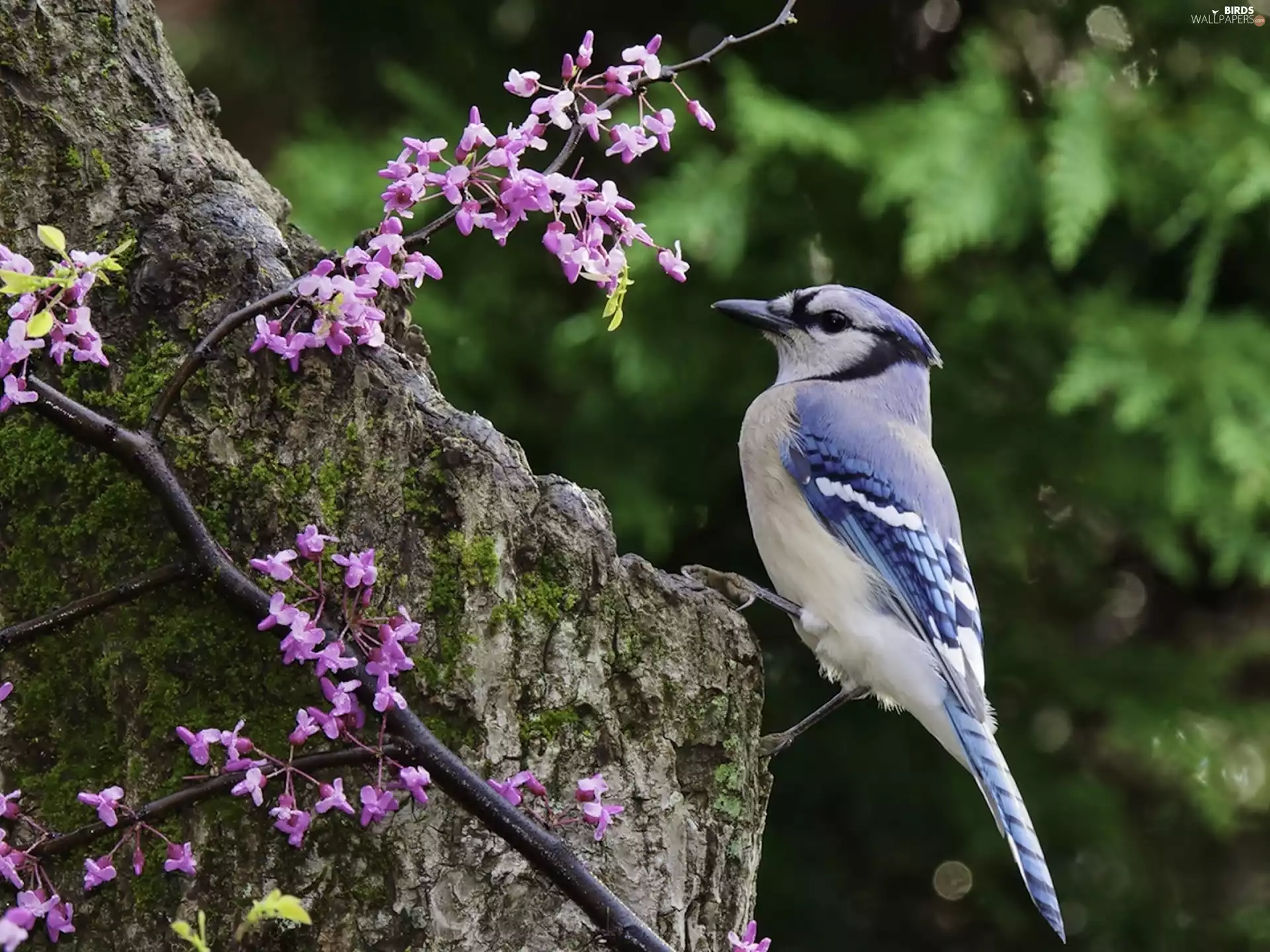 white, birdies, Rocks, blue