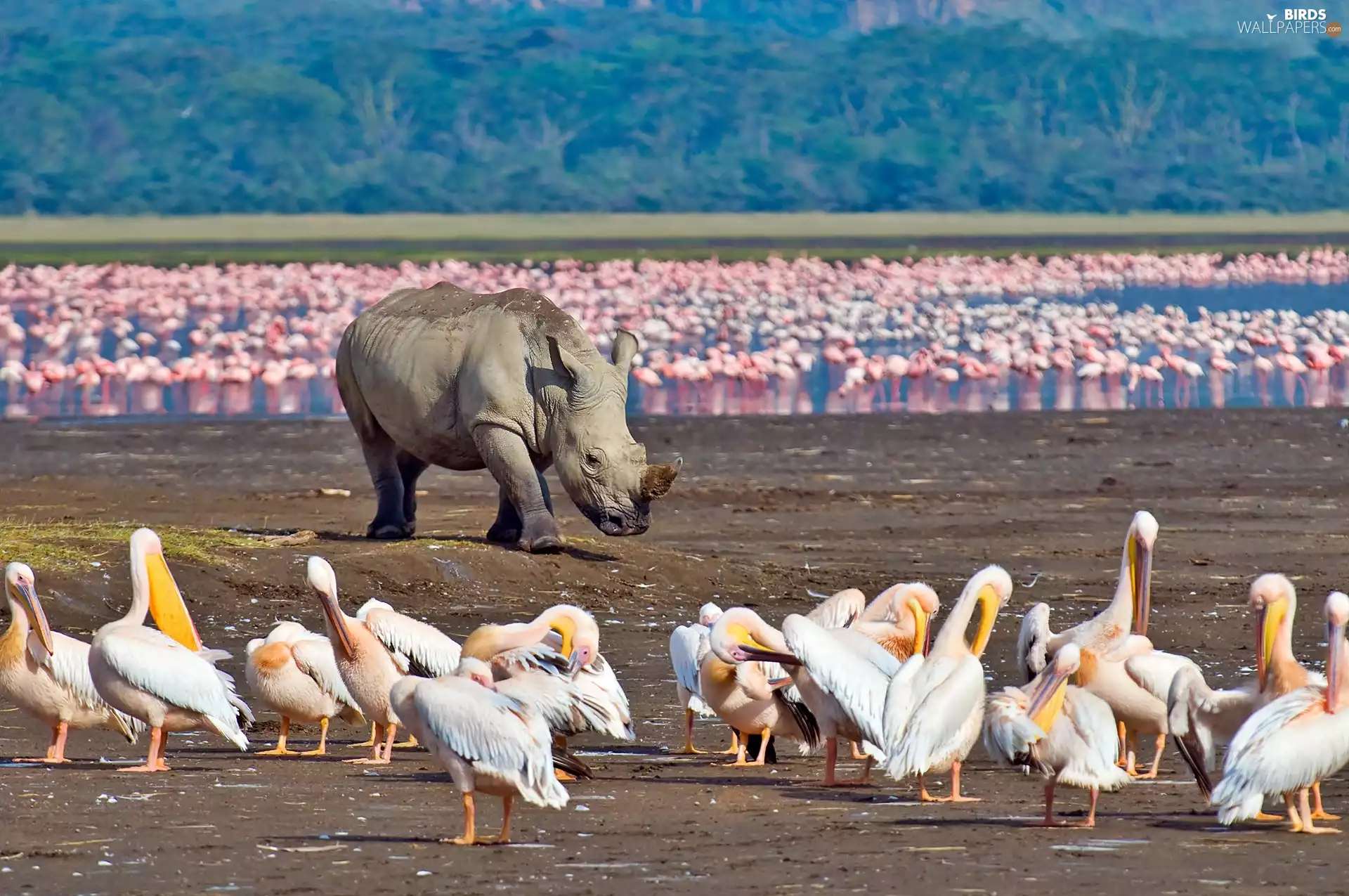 pelicans, blur, Flamingos, Rhino, lake