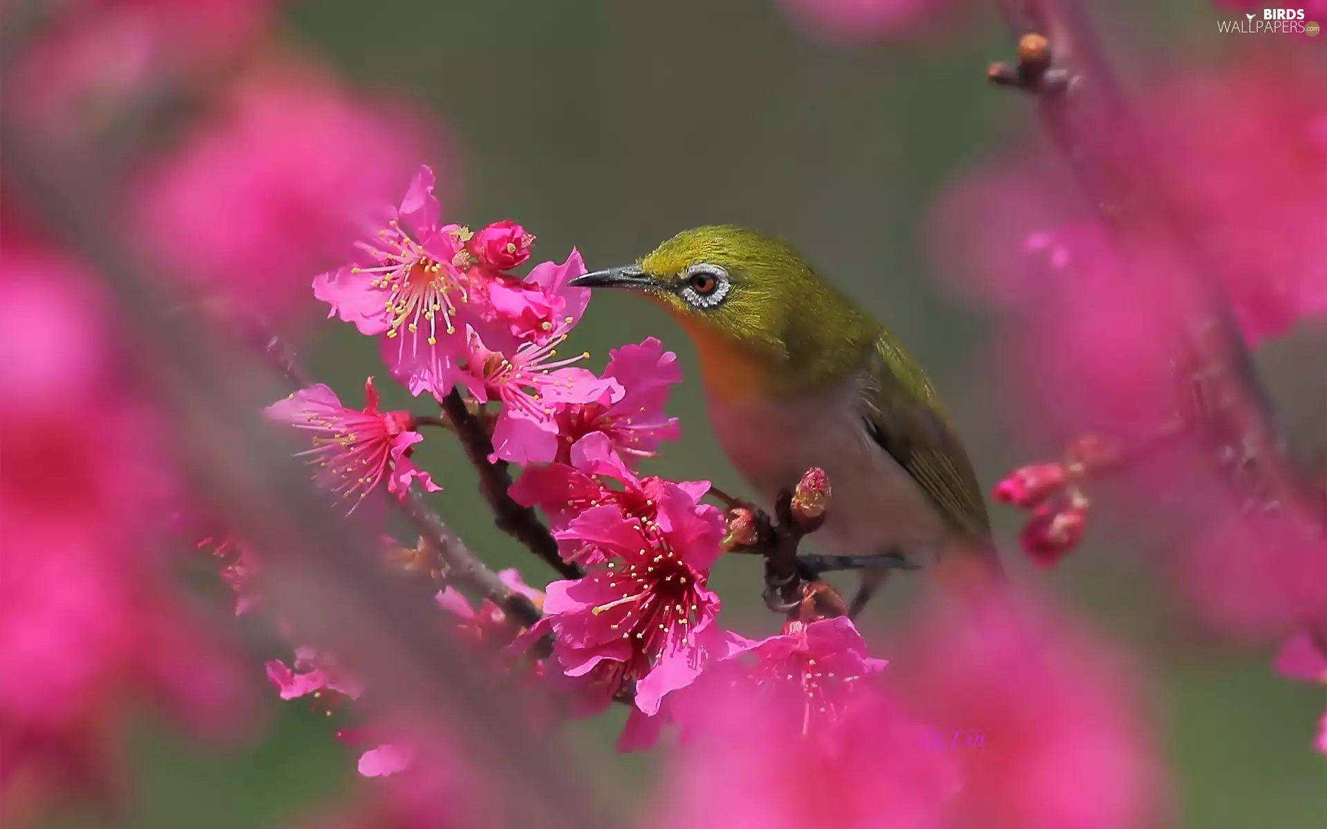 blur, birdies, Flowers