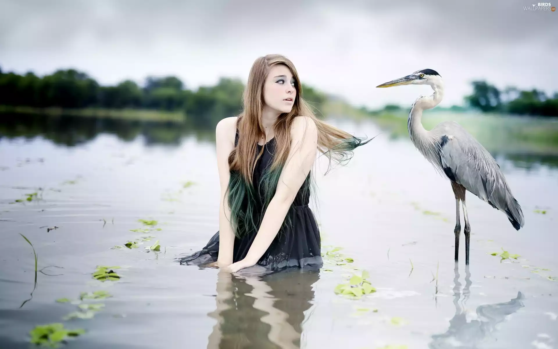 lake, blur, heron, gray, Women