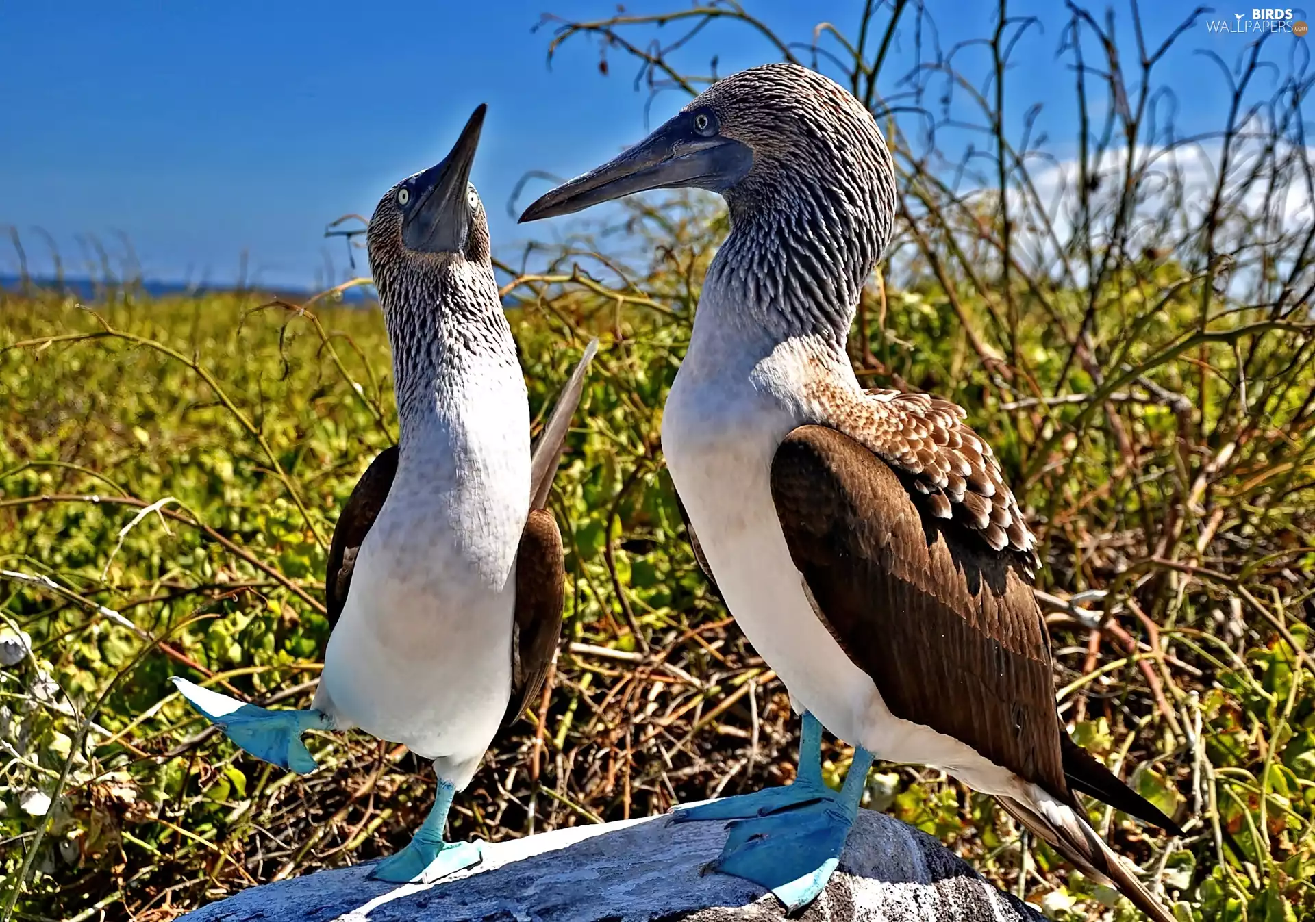 blur, gannets, VEGETATION