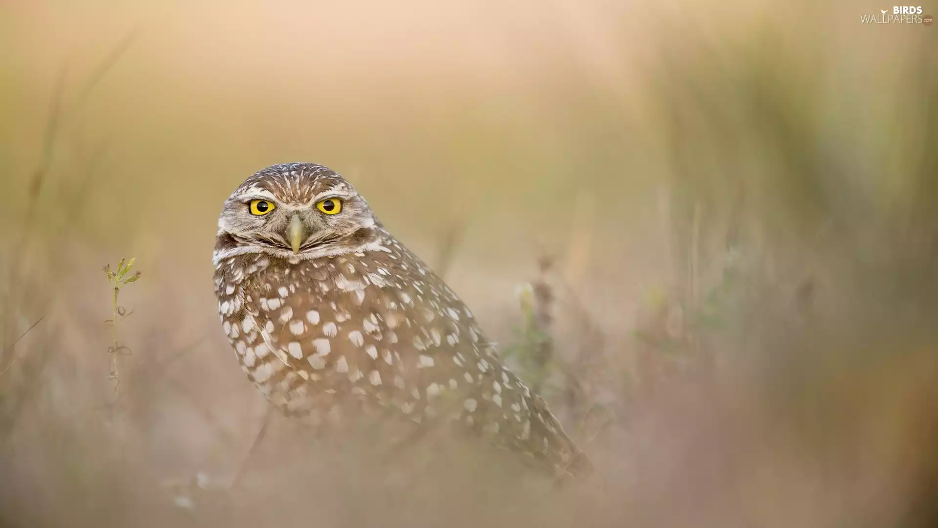 Bird, Little Owl, blurry background, owl